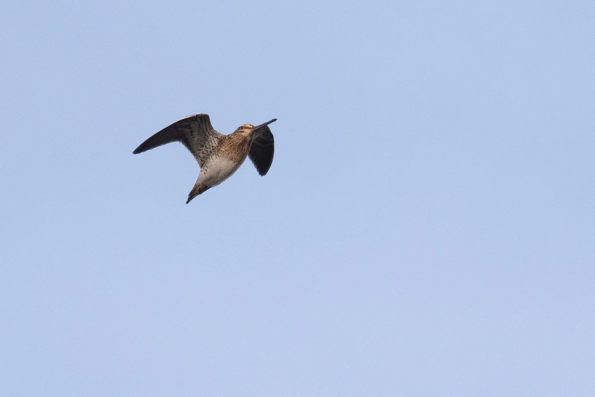 Common Snipe
