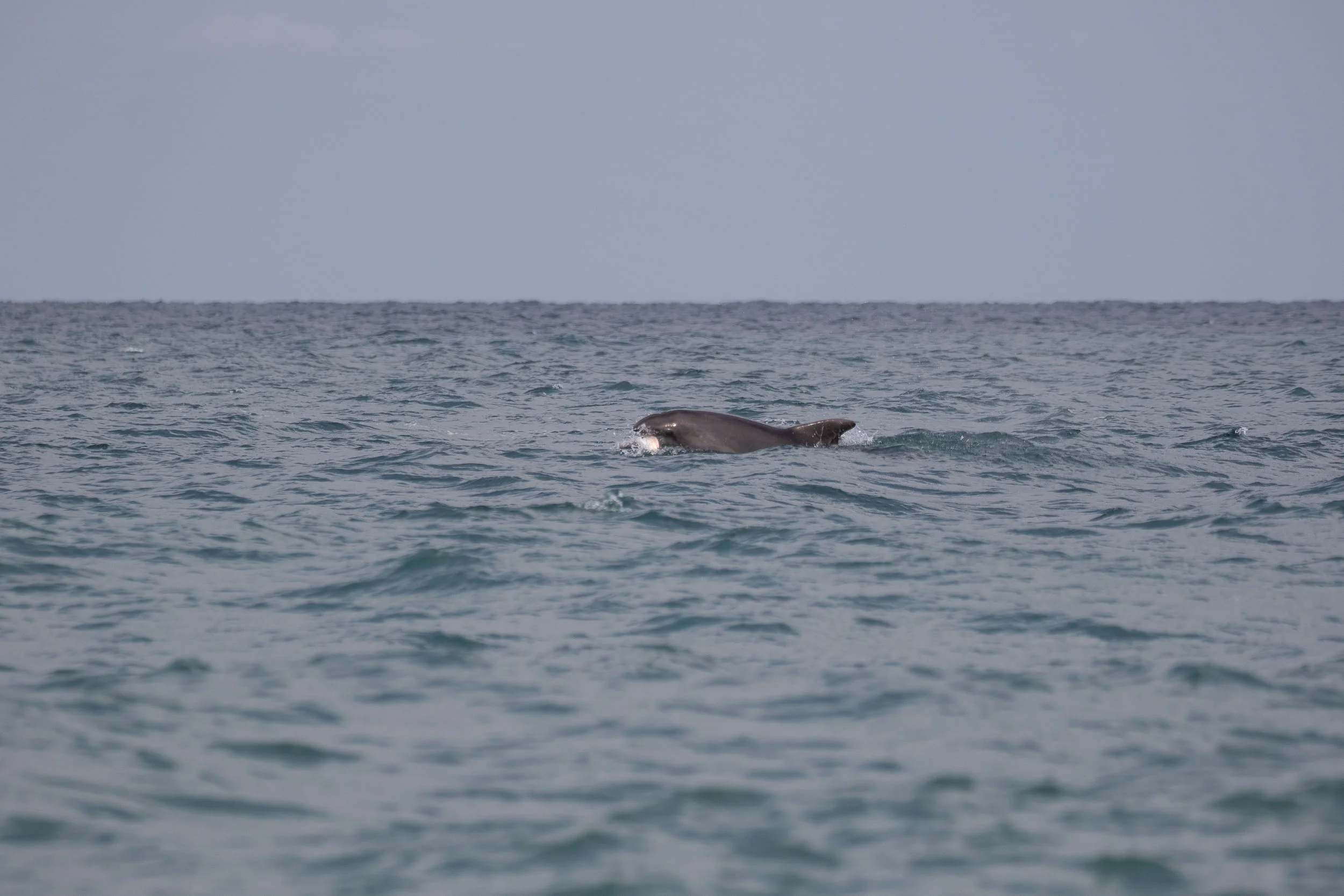 September 7th. Three species of dolphin can be observed in the Black Sea. Sometimes they approach quite close and are easy to spot…