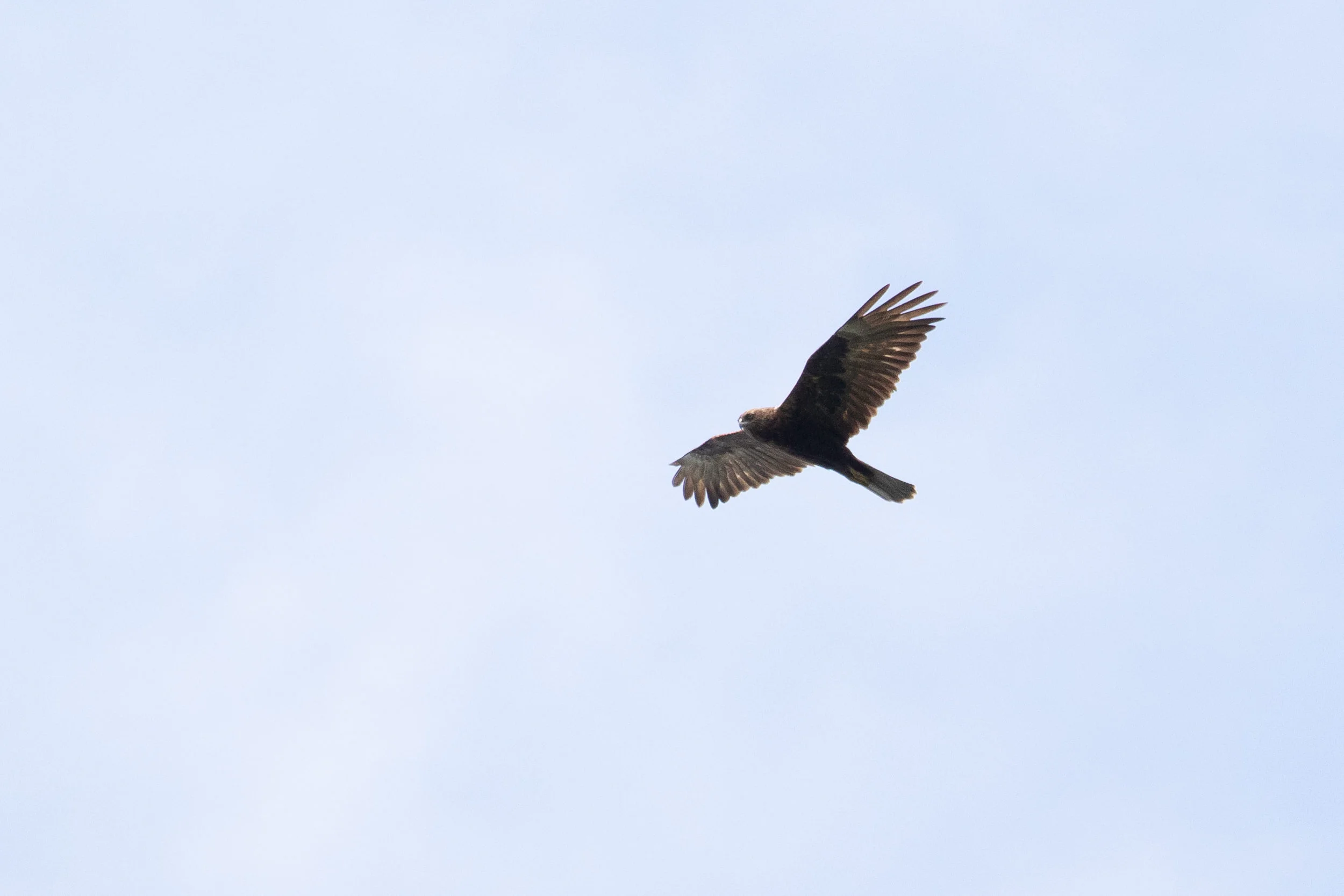 September 16th. The same bird. Notice how the nape area is very dark as well.