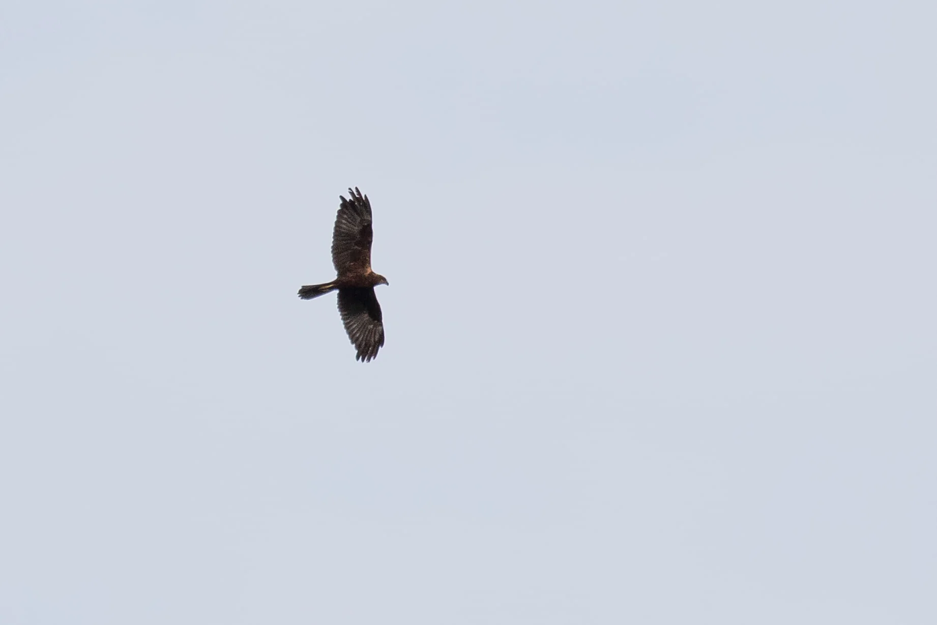 October 4th. Same bird. Underwing quite dark as well, especially flight feathers lacking warm coloration and showing signs of limited barring.