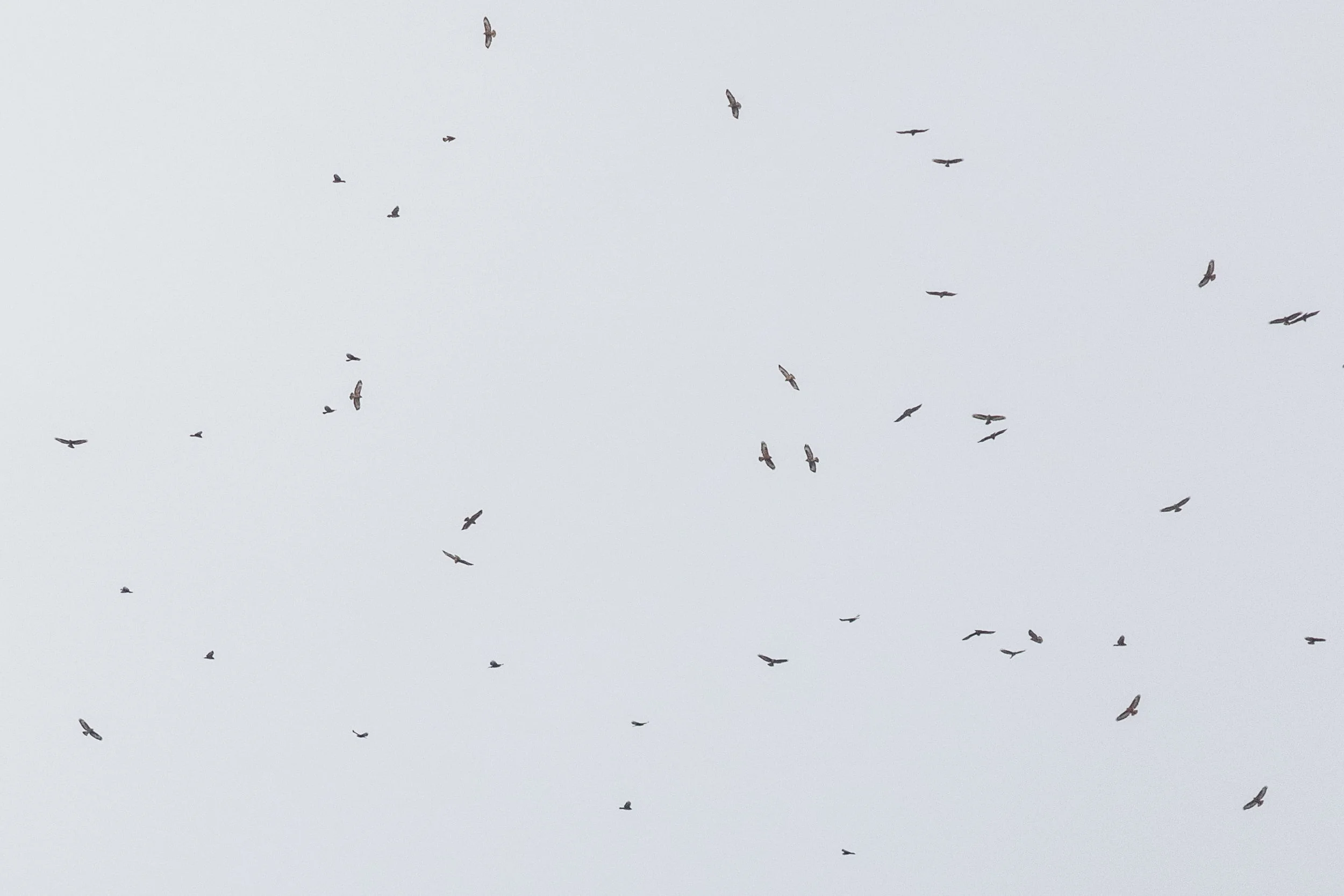 October 6th. Flock of Steppe Buzzards. Many SBs showed interesting behaviour this day, by flying progressively higher as the day went on, showing absolutely no sign of decreasing their altitude due to decreasing thermal activity. Not sure what was going on there…