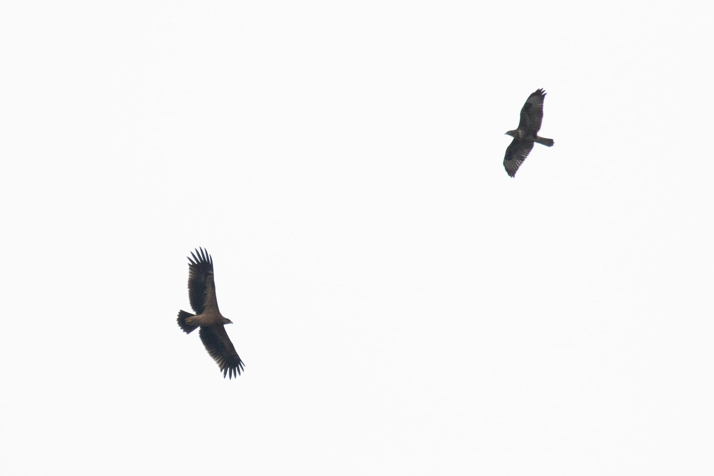 October 9th. Boom! That’s more like it. Still a crappy shot, but my first ‘fulvescens’ type Greater Spotted Eagle. A juvenile. Unfortunately I have no pictures of the birds’ upper side, which is equally striking to say the least. The other bird is probably a Steppe Buzzard, but of the variety that is going to make separation from Common Buzzards very, very hard.