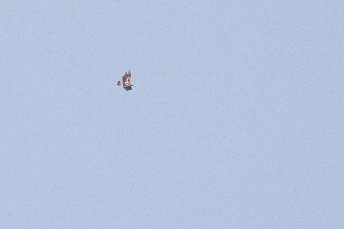 October 11th. That’s more like it. Still very distant, but an adult Imperial Eagle is quite a nice observation in the bottleneck, with only a few birds seen every season.