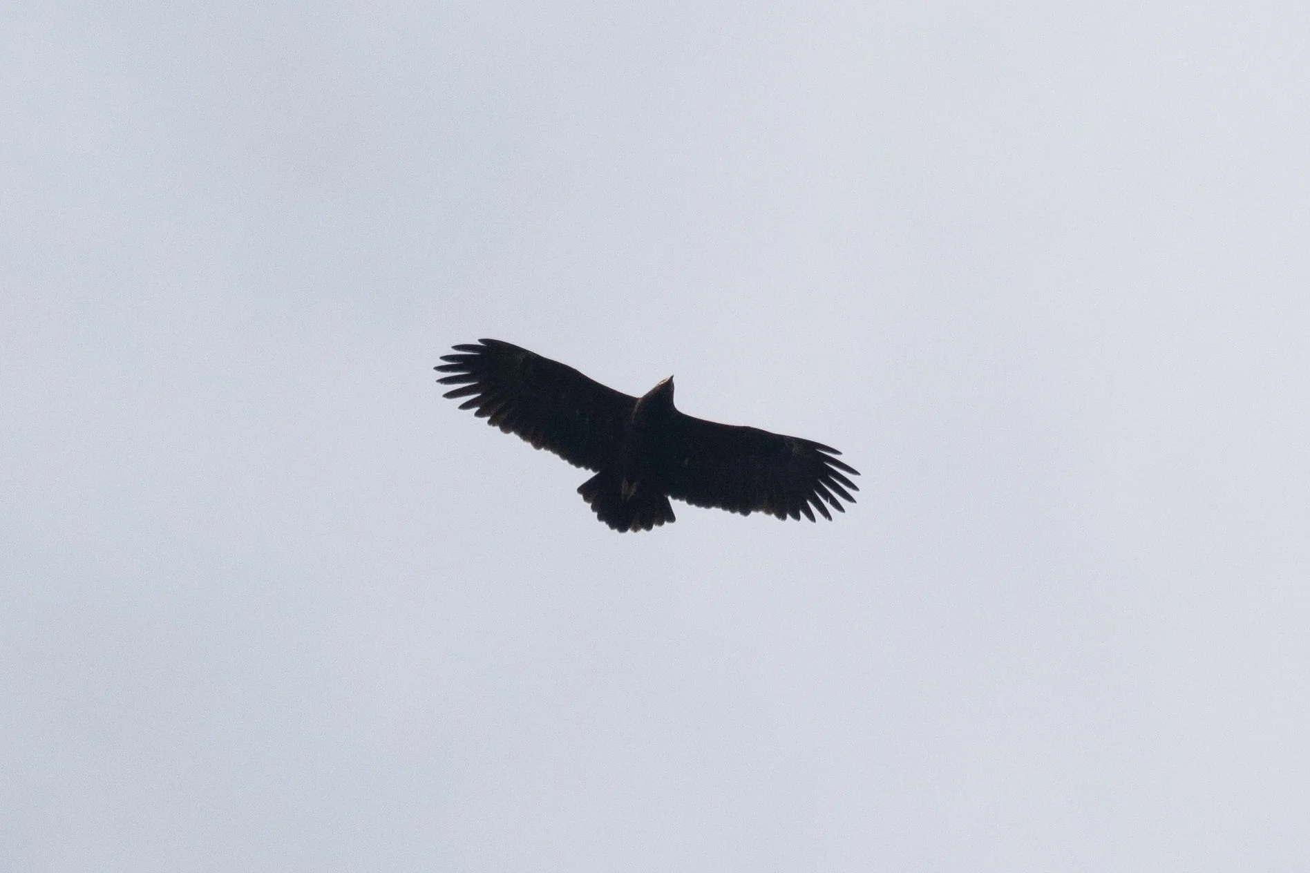 October 13th. Adult Greater Spotted Eagle. Only a hint of carpal crescents. Not a very large hand, but still a reasonably long P4.