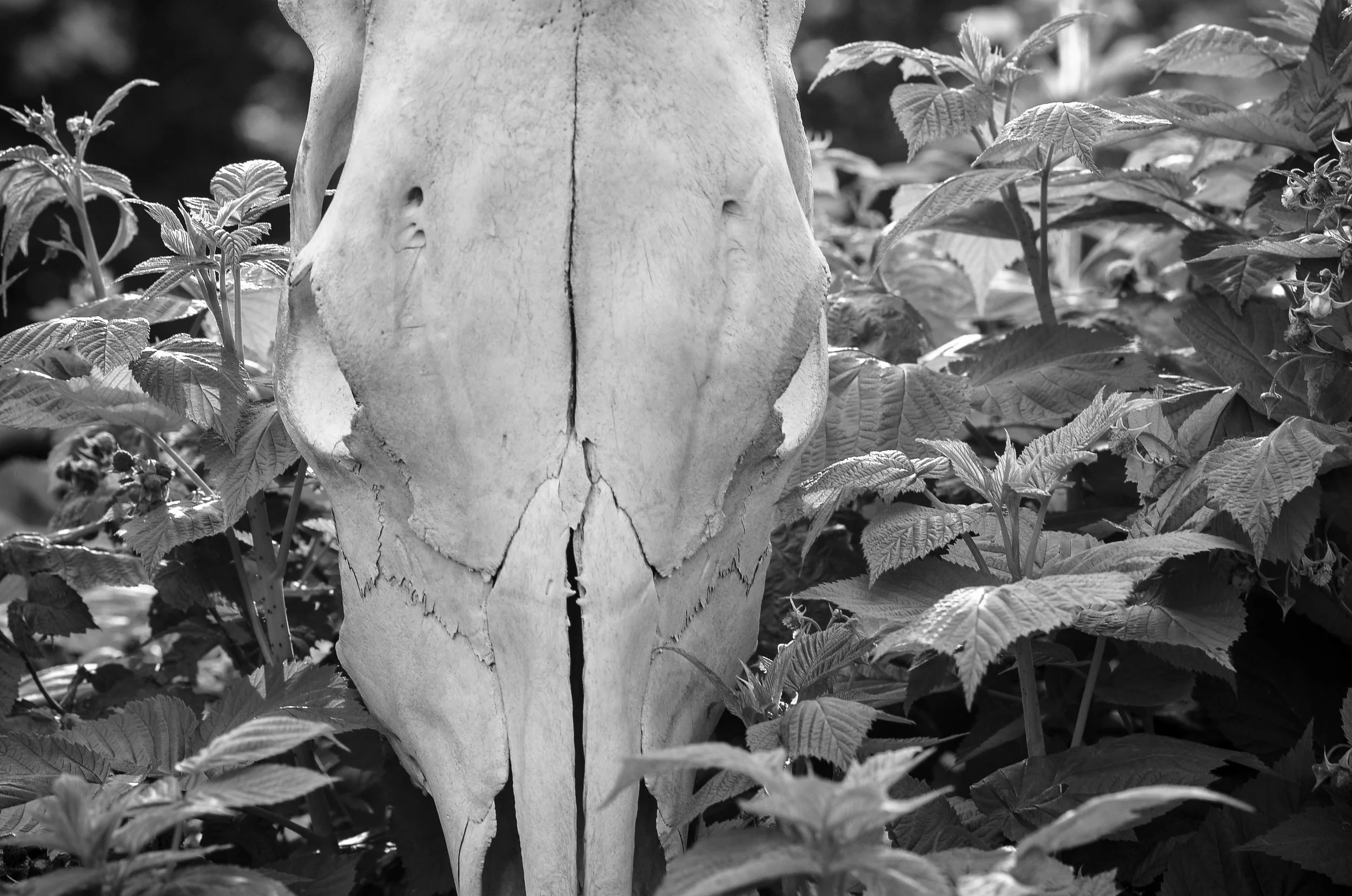 DSC_0359.jpg