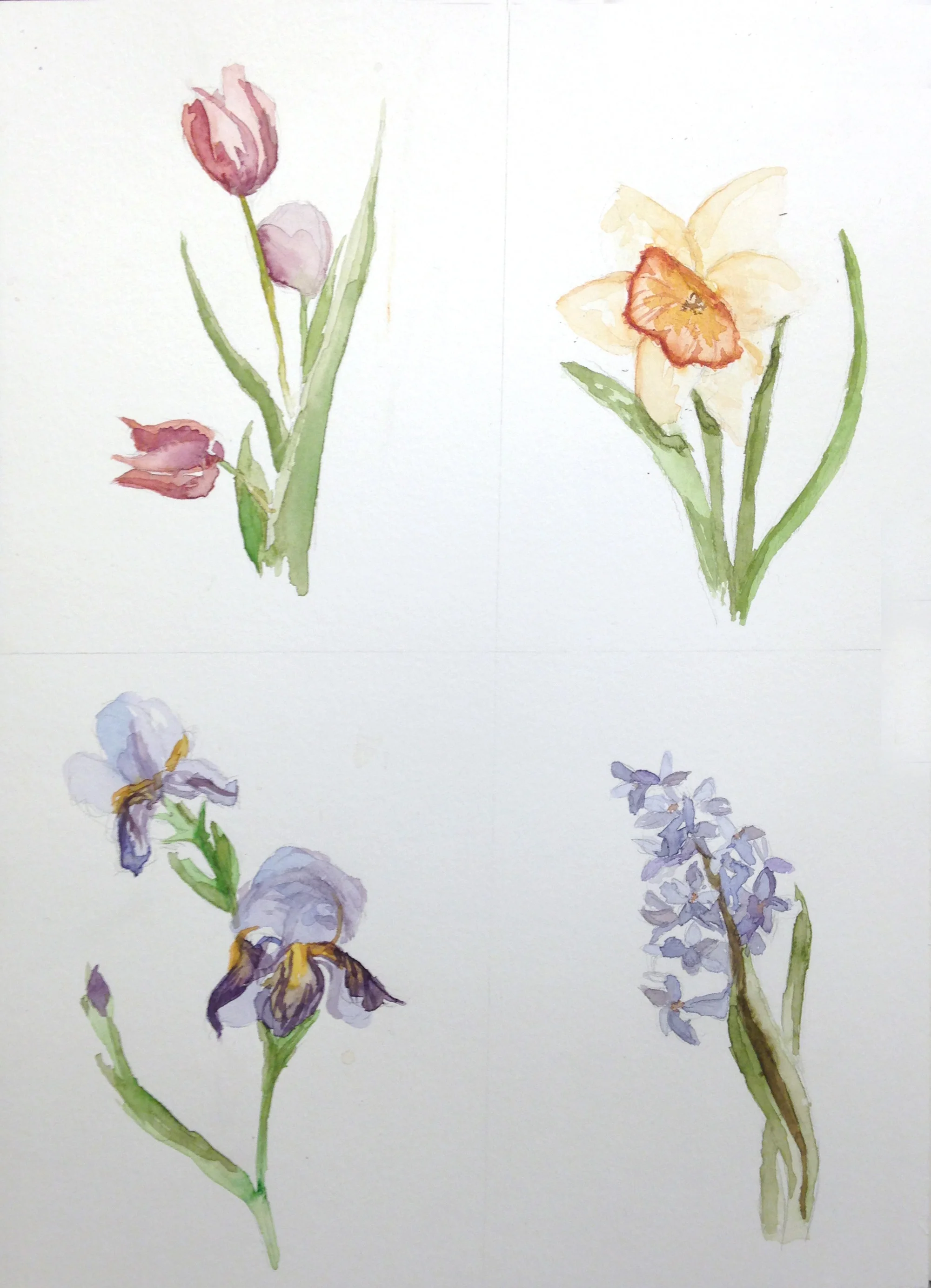 Tulip|Daffodil|Iris|Hyacinth