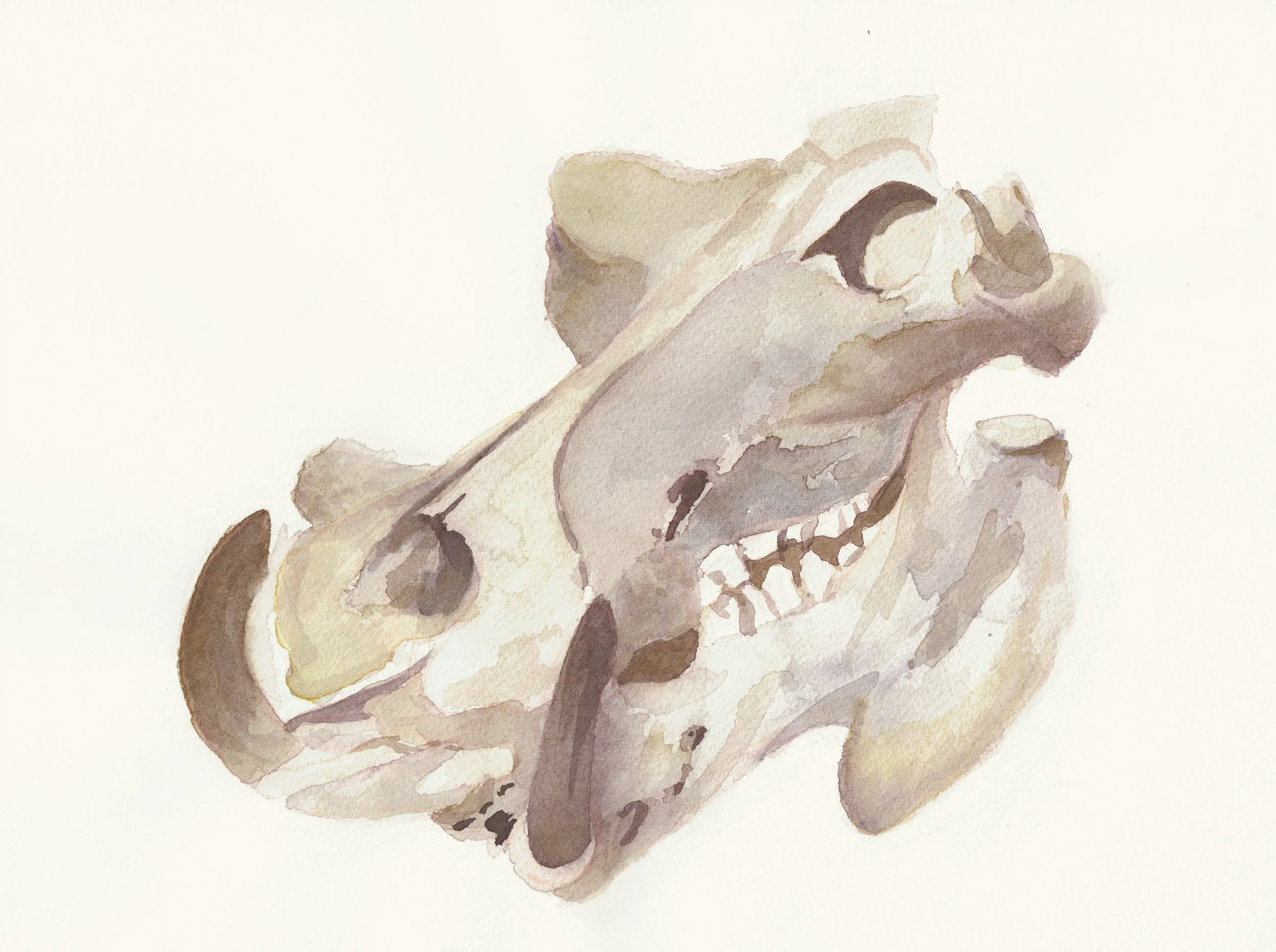 Pachyderm III