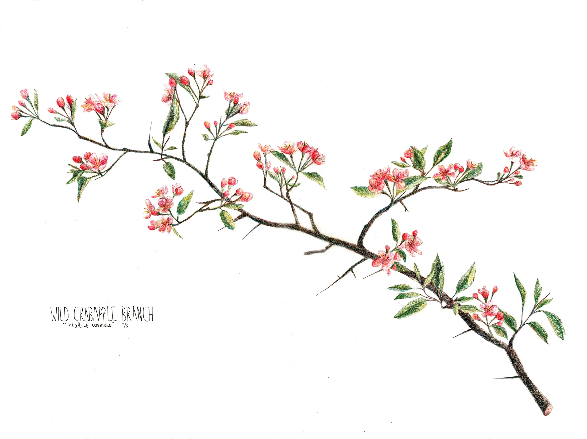 Wild Crabapple