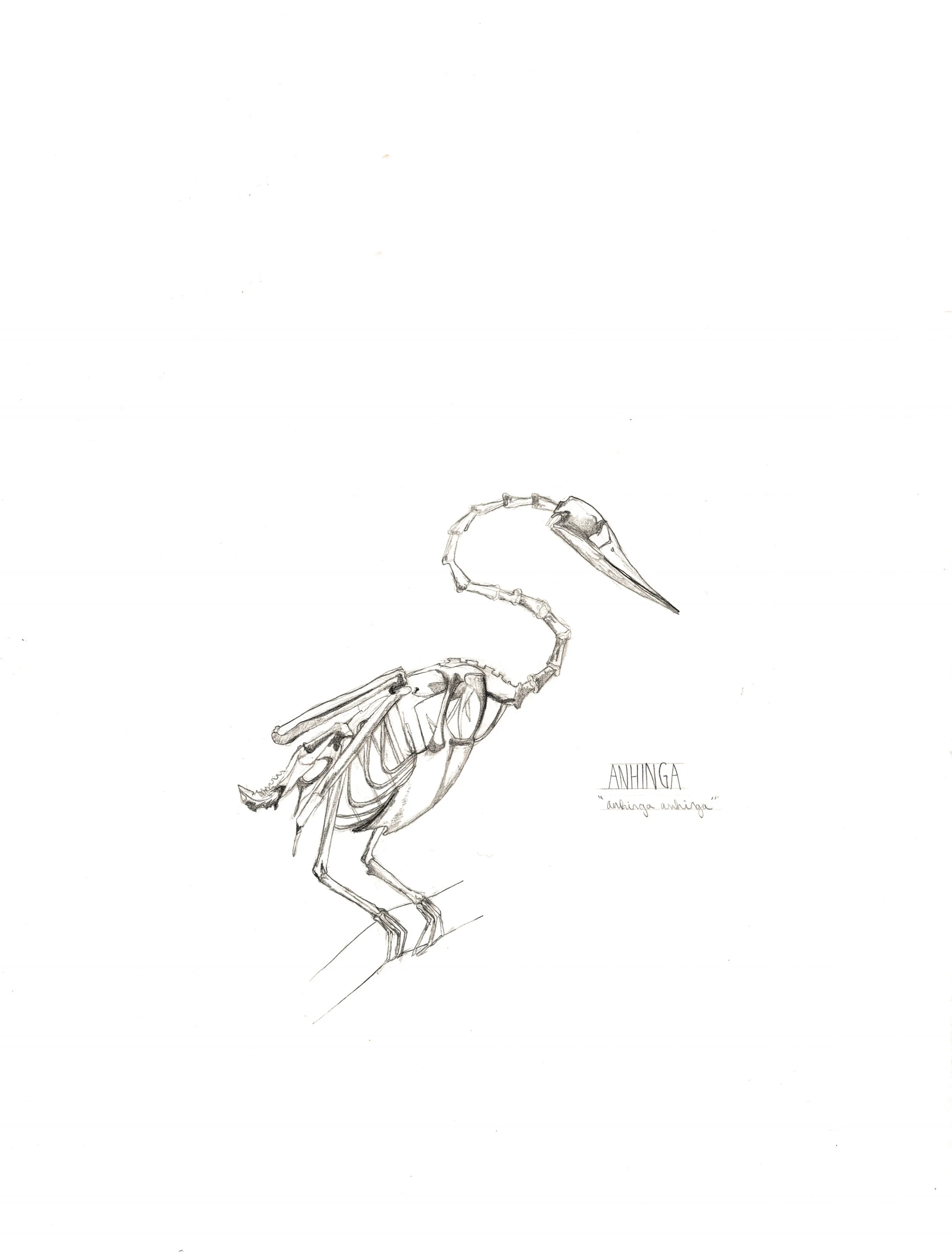 Anhinga