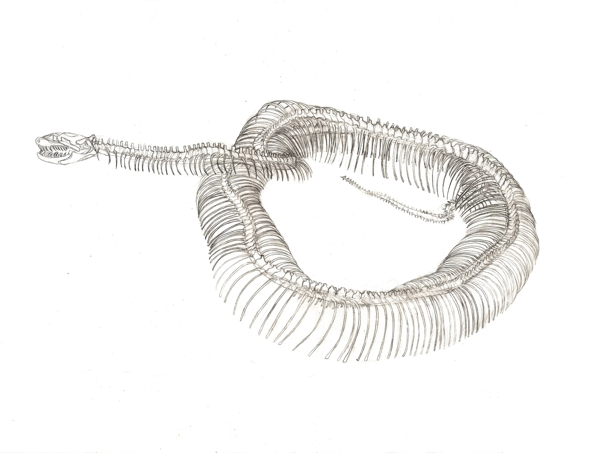 Crotalus Cerastes