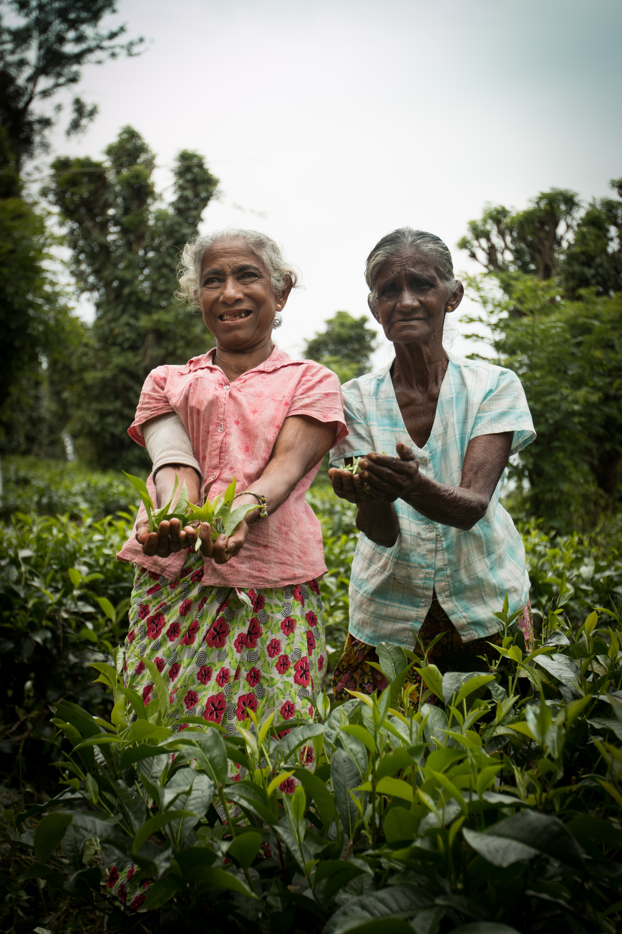 03. The Tea Ladies of Sri Lanka