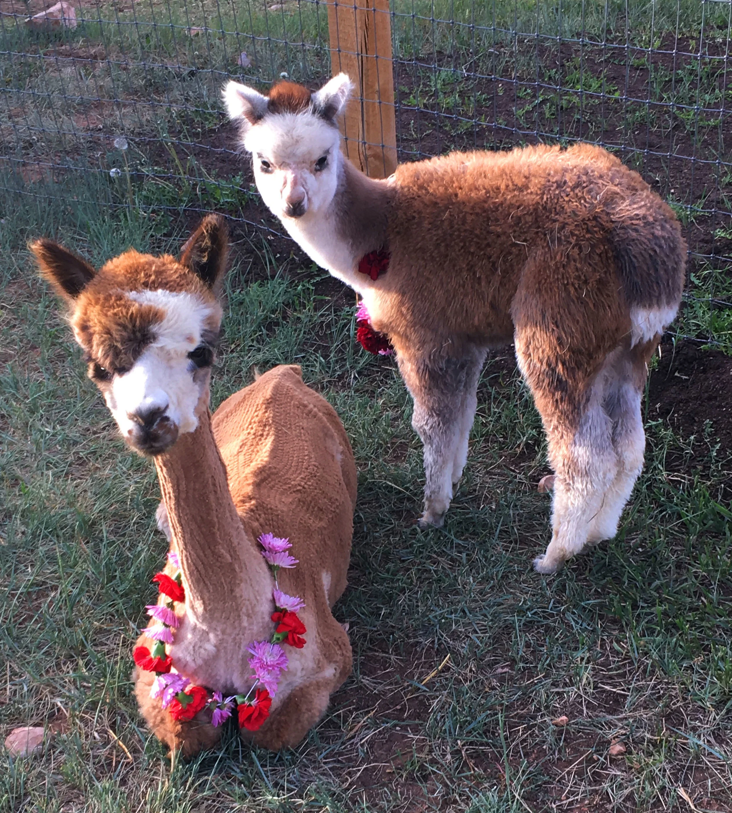 Alpacas.jpg