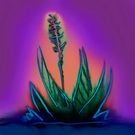 Beloved Century Plant