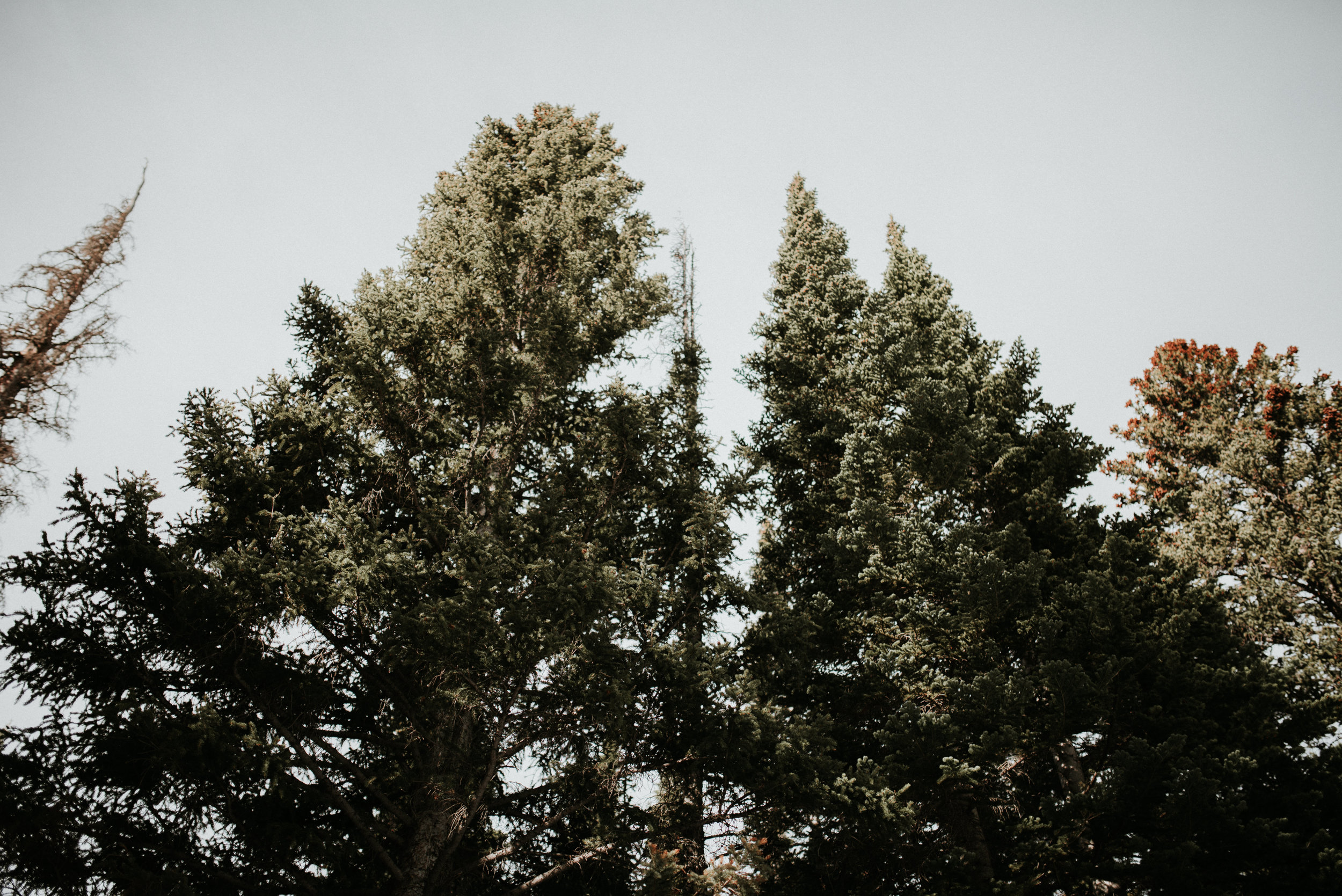 Zach&Rosalie Rocky Mountain National Park Engagement Denver Colorado Rocky Mountain Wedding Photographer00009.jpg