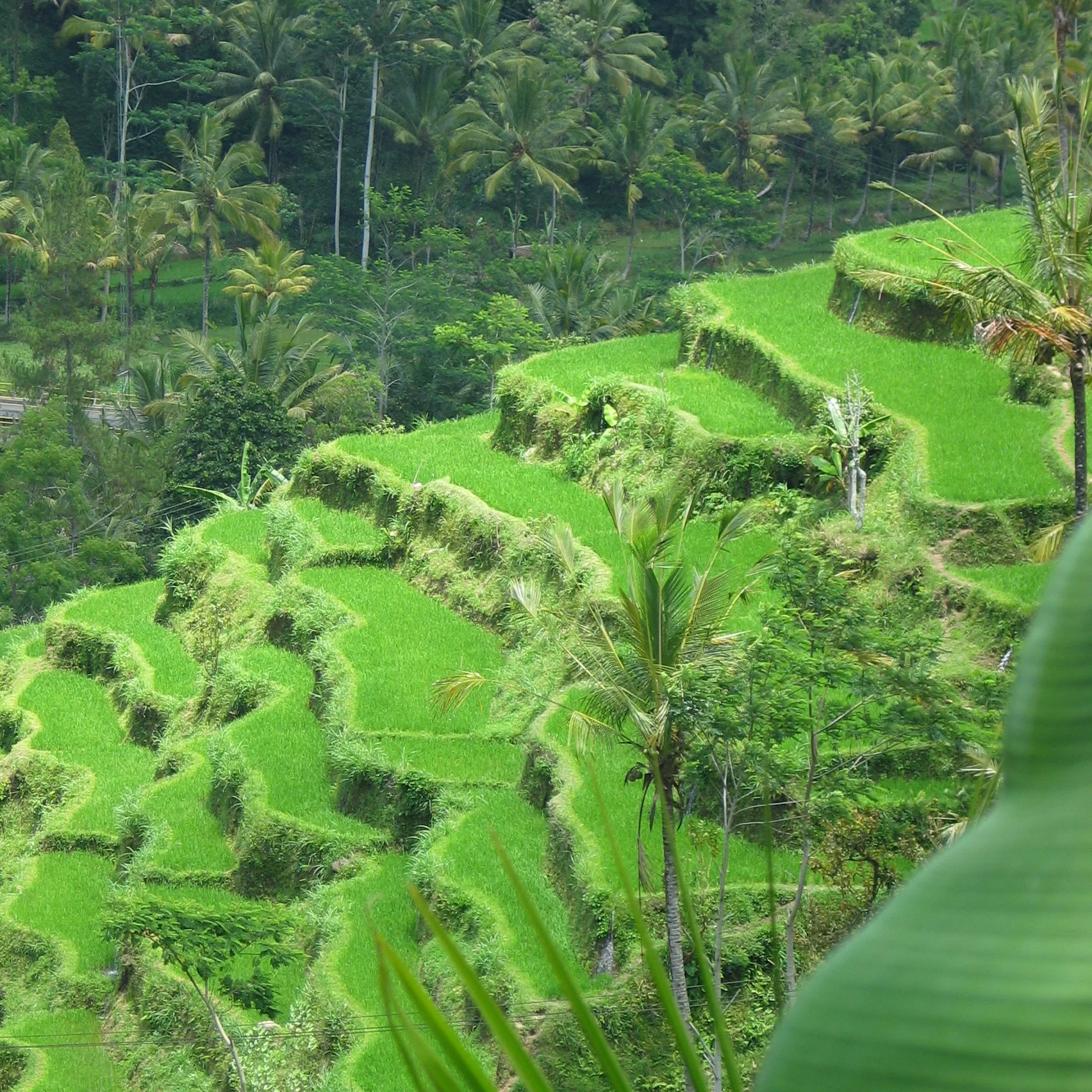 Bali 1 - Version 2.JPG