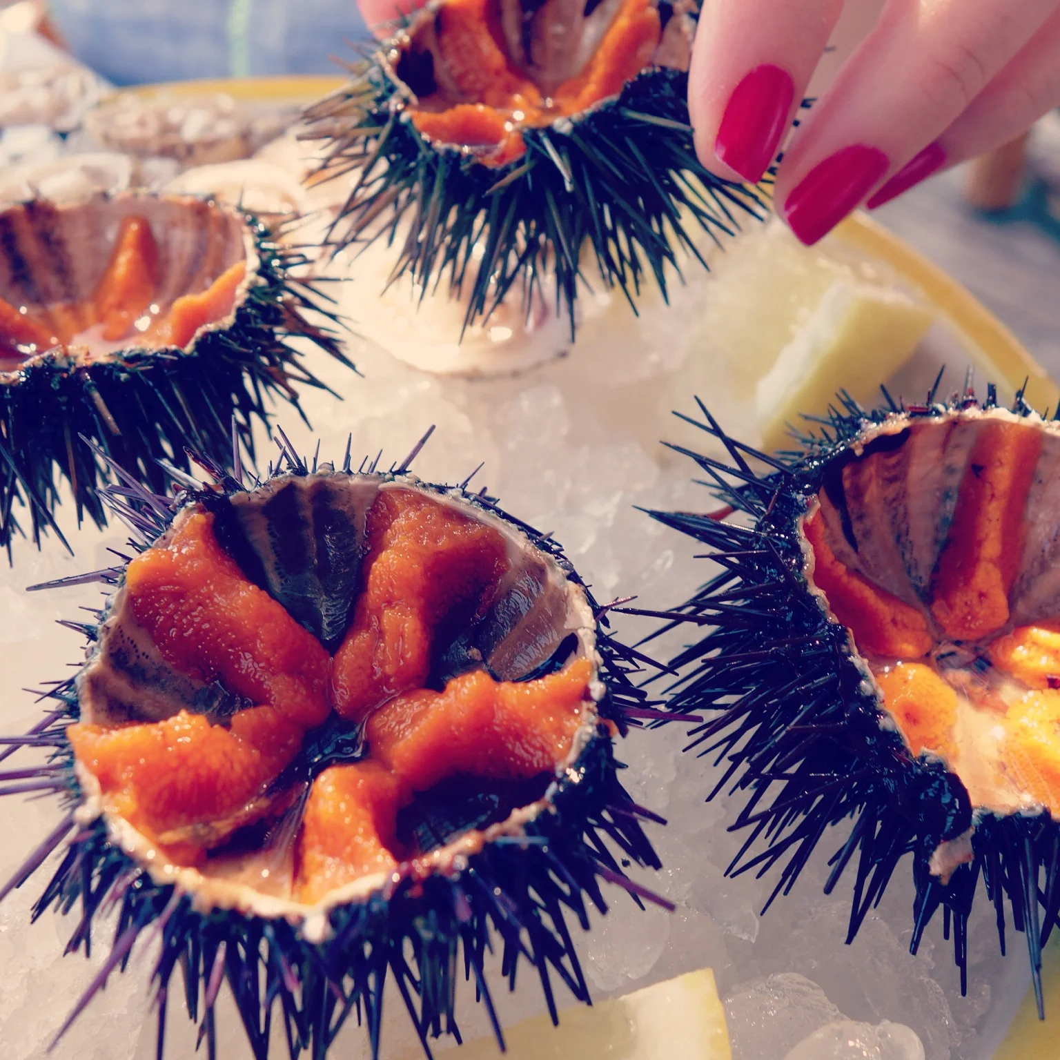 Colatura urchin.JPG