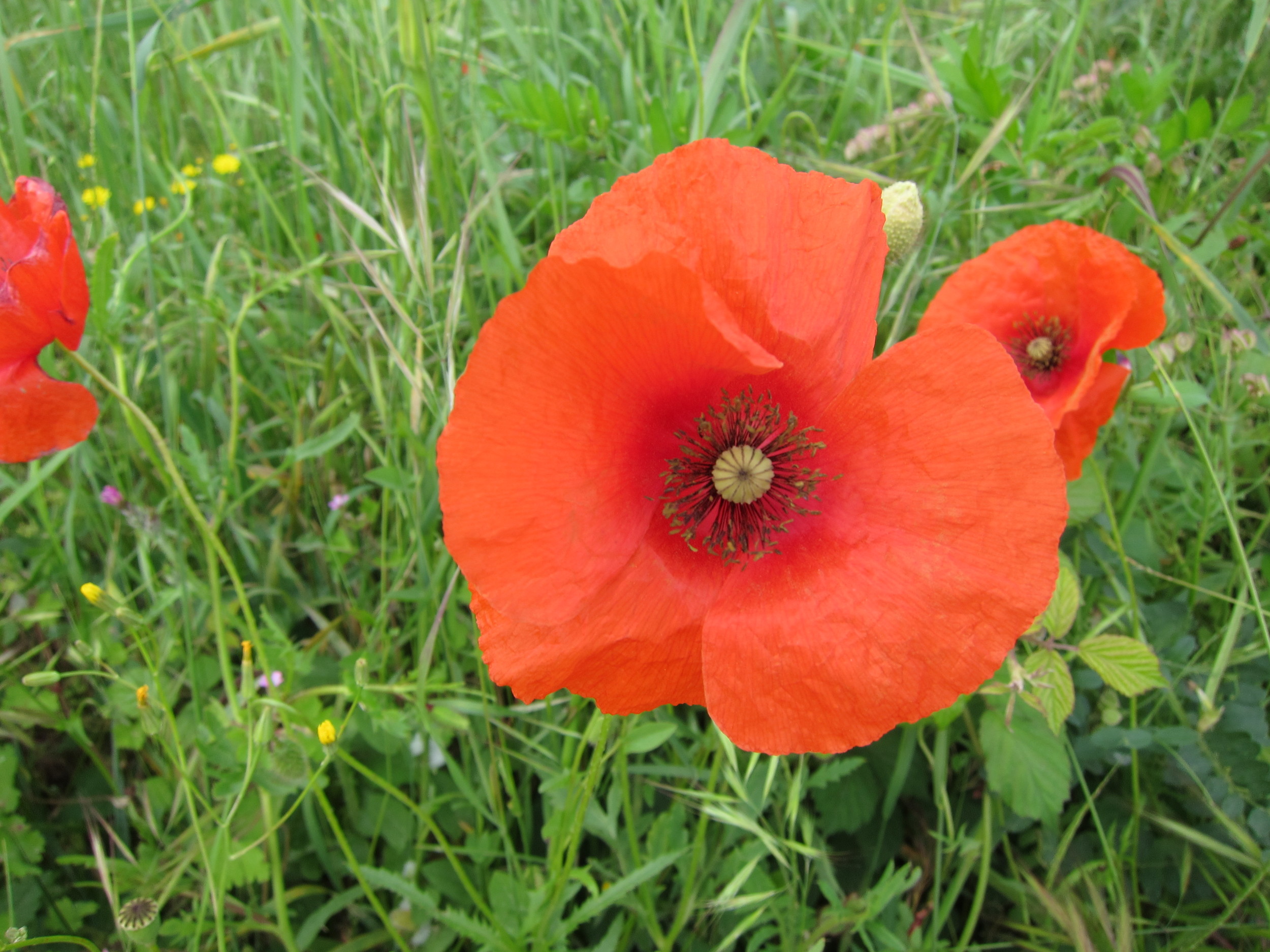 Tuscany poppies.JPG