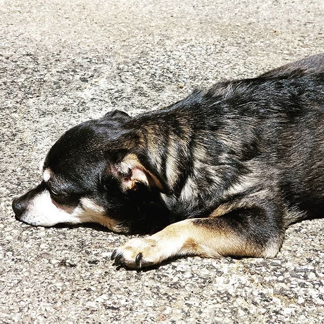 Here in the Chicagoland area it is currently 92&deg; with a real feel temperature of 104... And my chihuahua does this as soon as I let her out! I know she's from Mexico but it's really hot! #dogdaysofsummer #chihuahuas #hotdog #GG #hotpavement