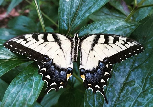 My garden visitor. #butterfly #entomology #gardenvisitor #garden #butterflylove #butterfliesofinstagram #butterflies