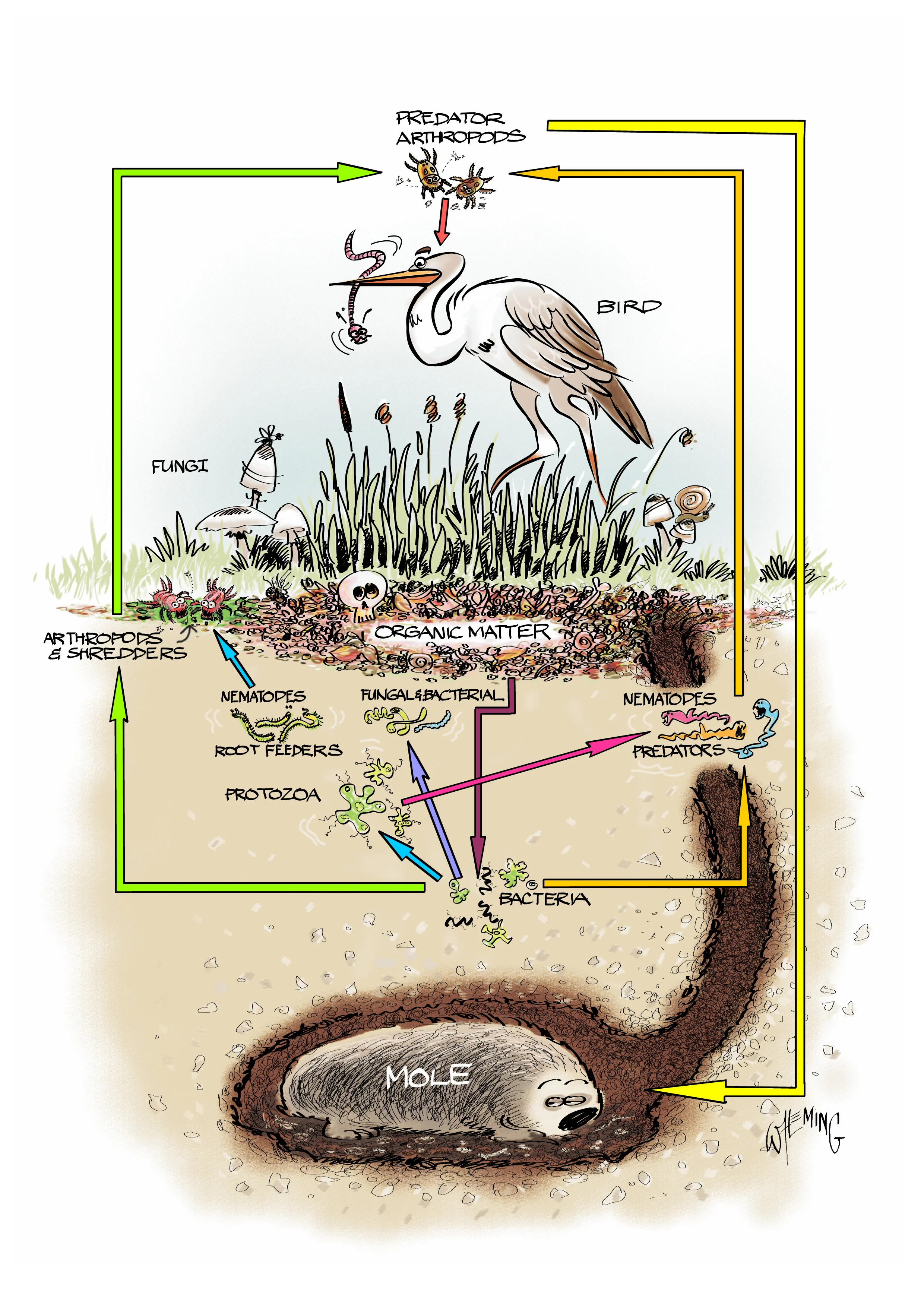 Soil FoodWeb.jpg