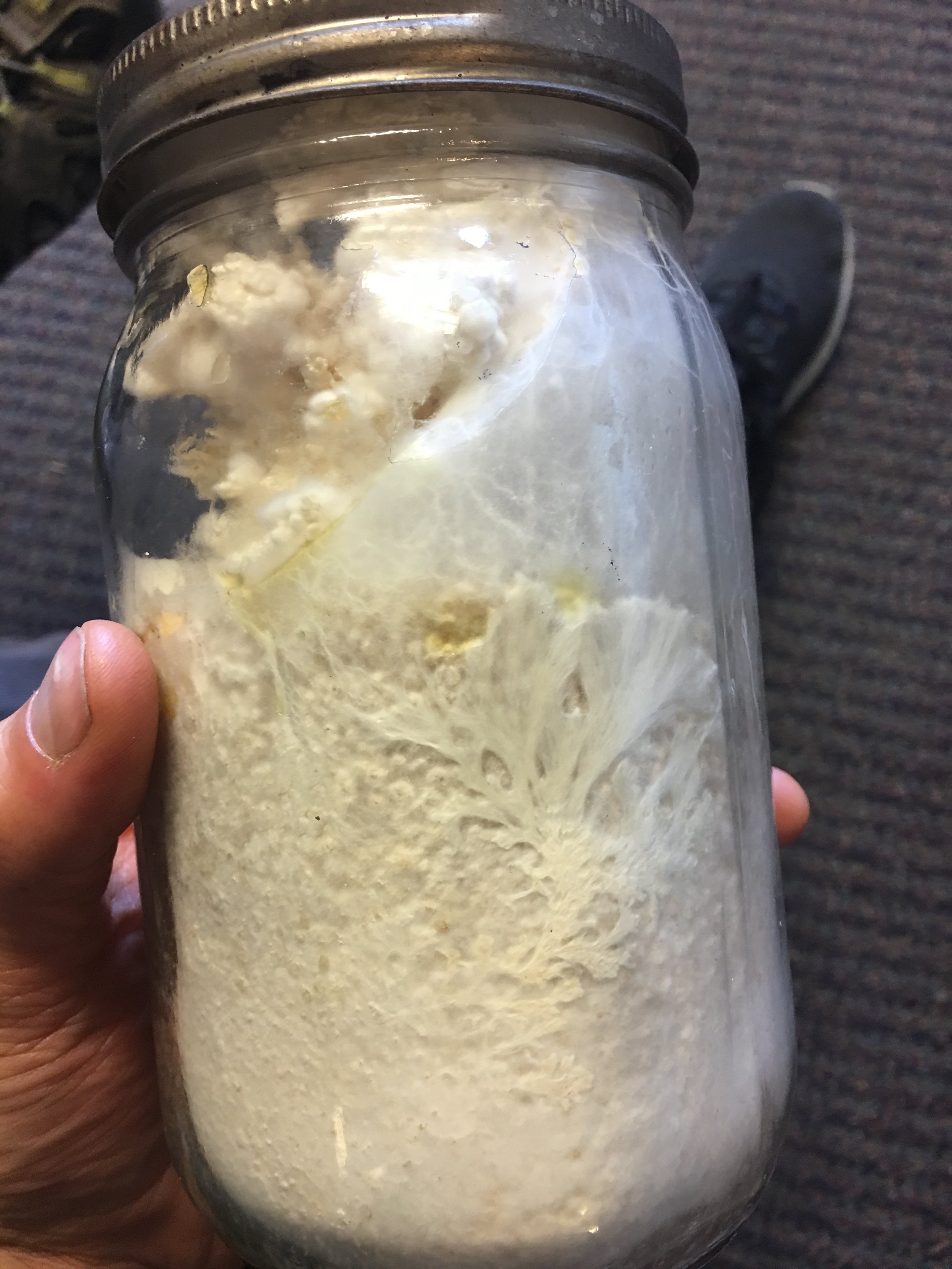 Fruiting on grain spawn - this one is a bit over mature - you can see the fruit inside, condensation, and the mycelium trying to climb the walls.