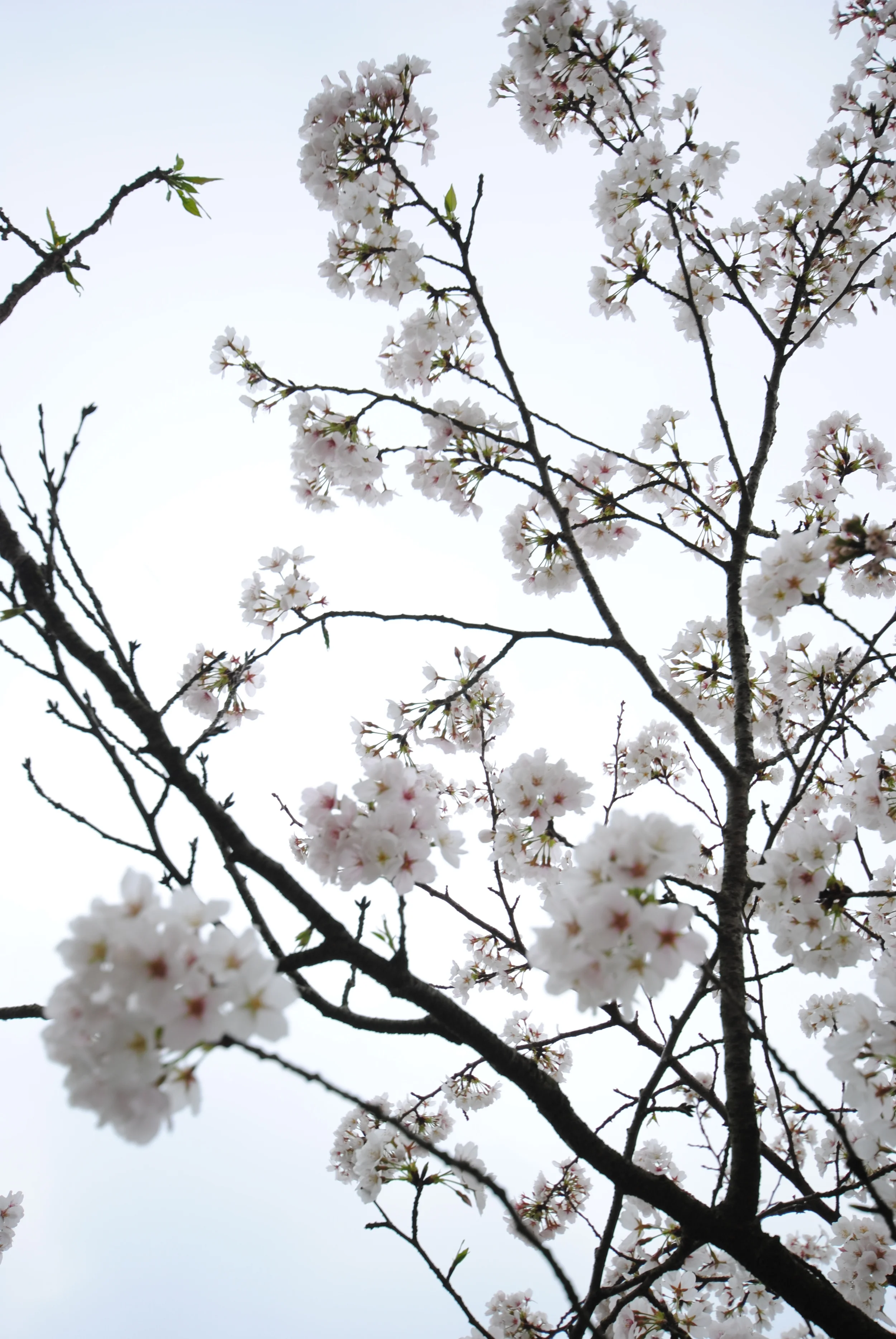  Sun Yat-sen Mausoleum  Nanjing, China 