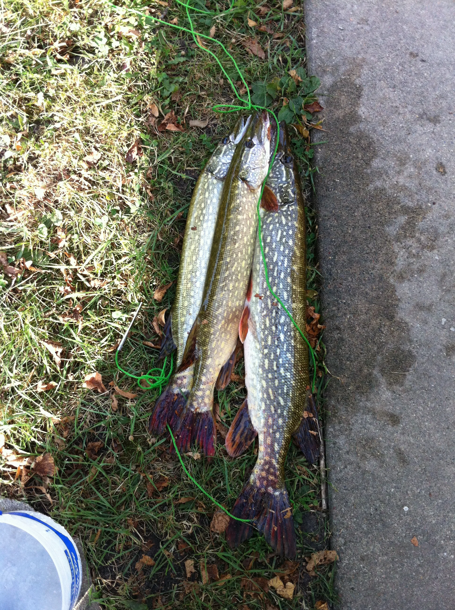 Minnesota - A good day on the lake.