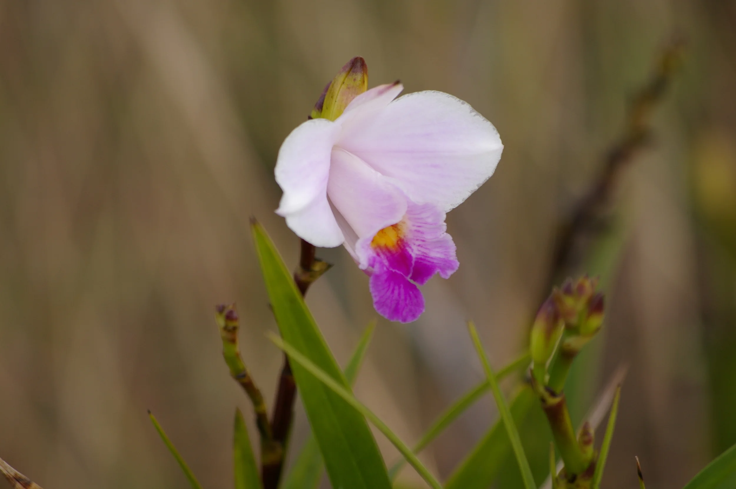 blume 2.jpg