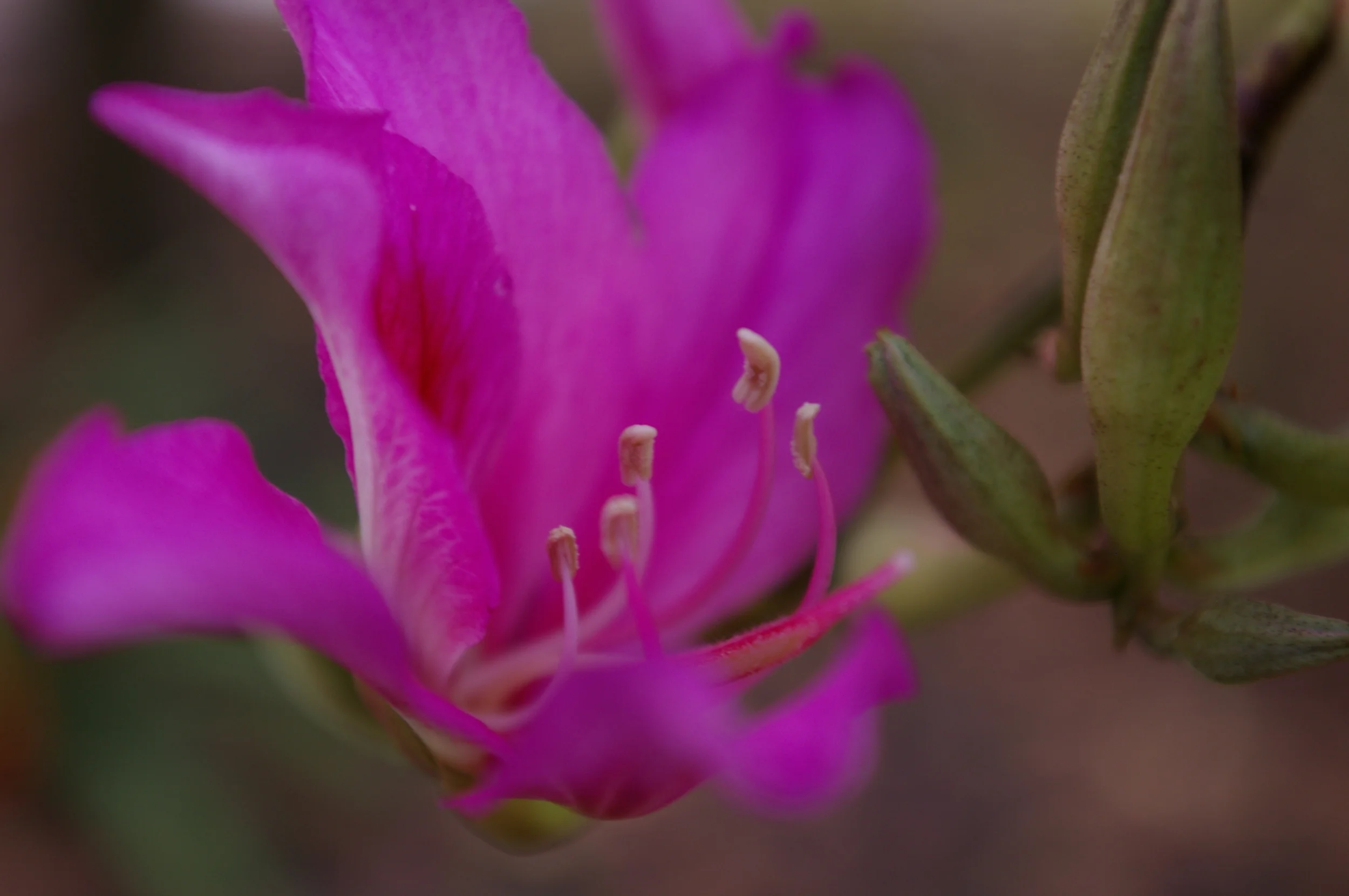 Blume 3.jpg
