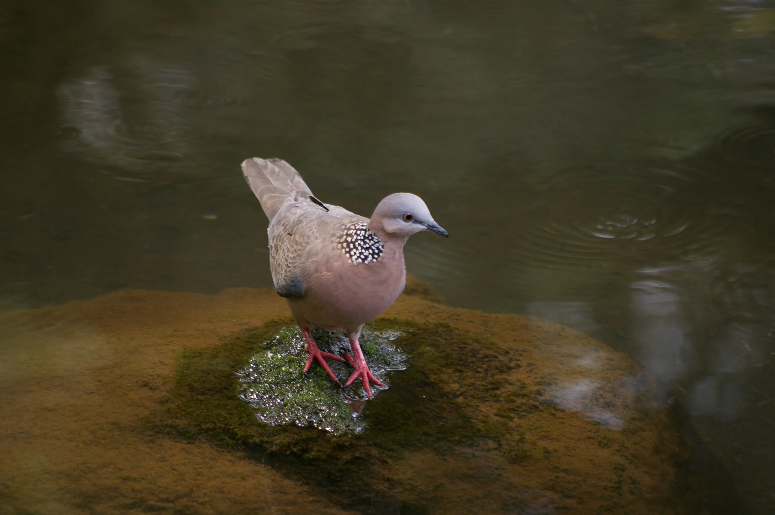 Spotted Dove