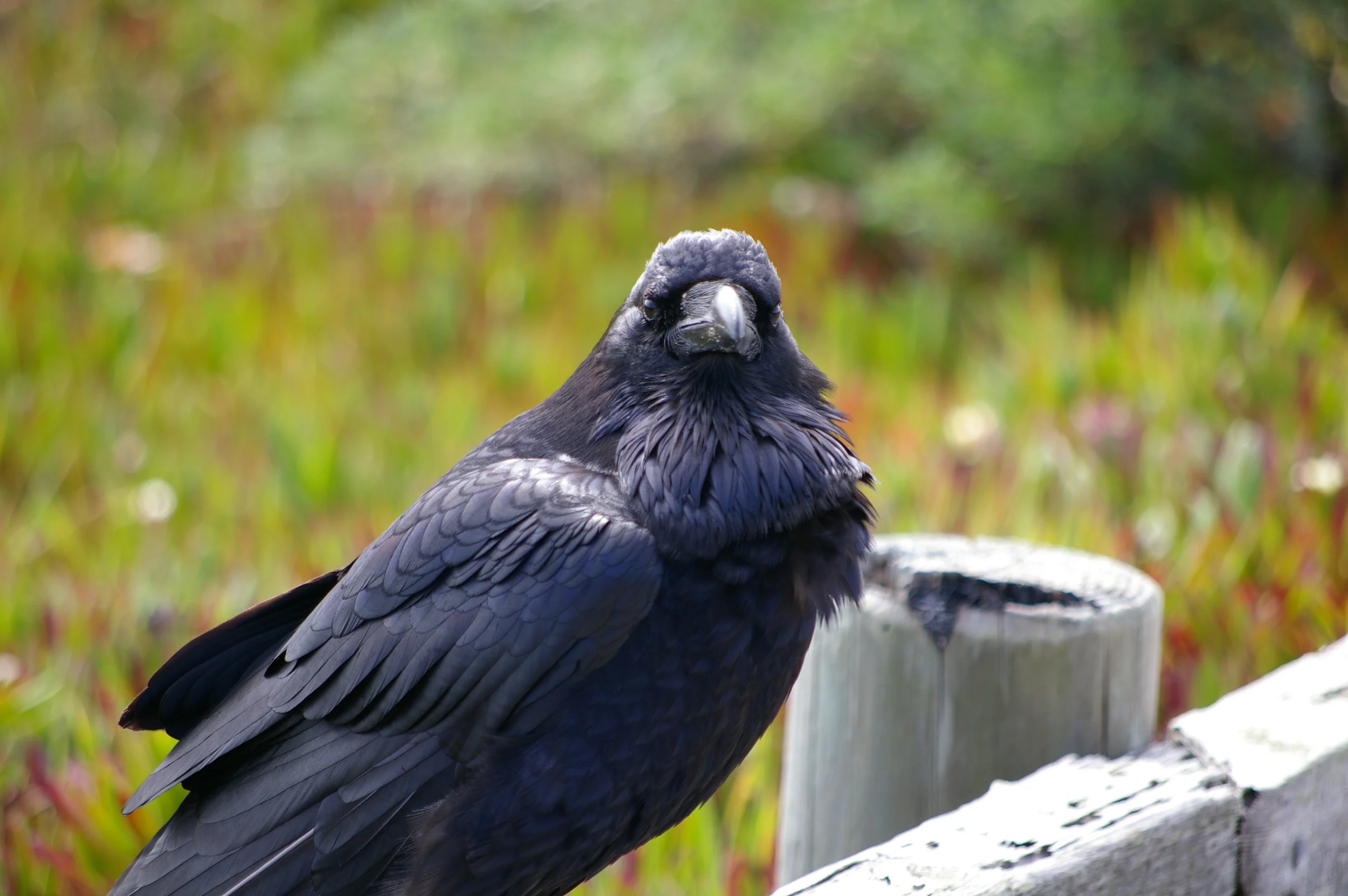 Common Raven