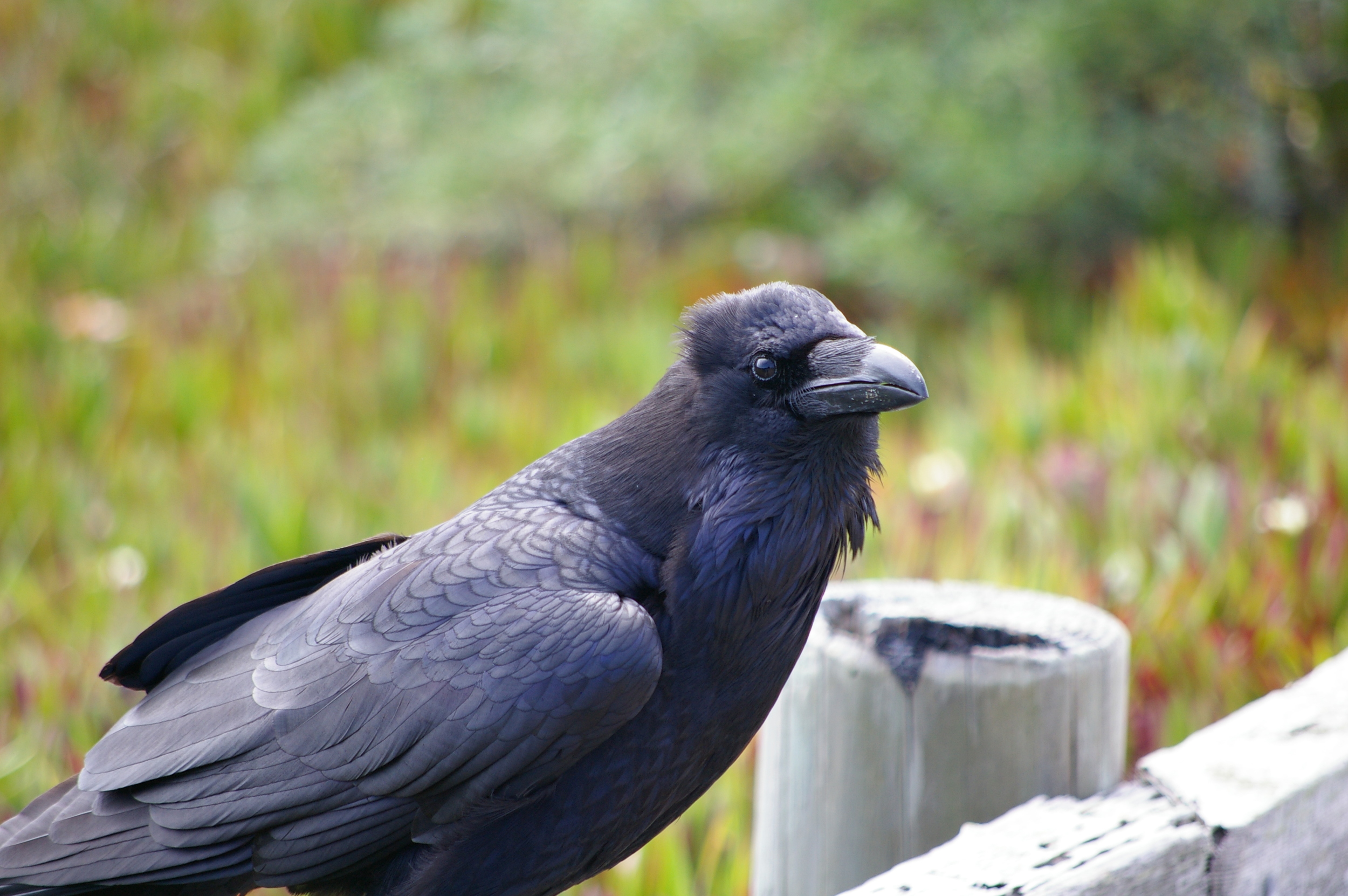 Common Raven