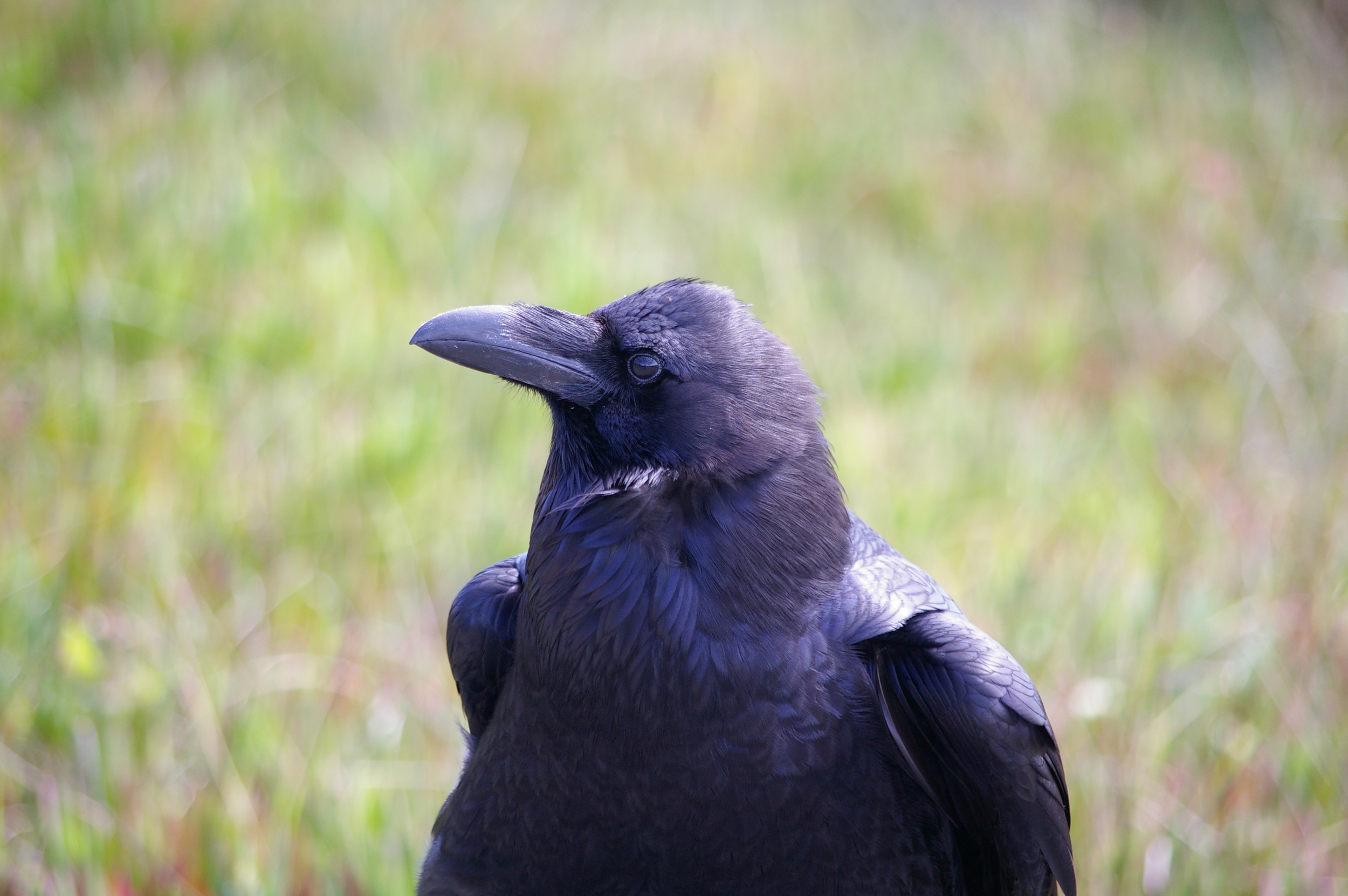 Common Raven