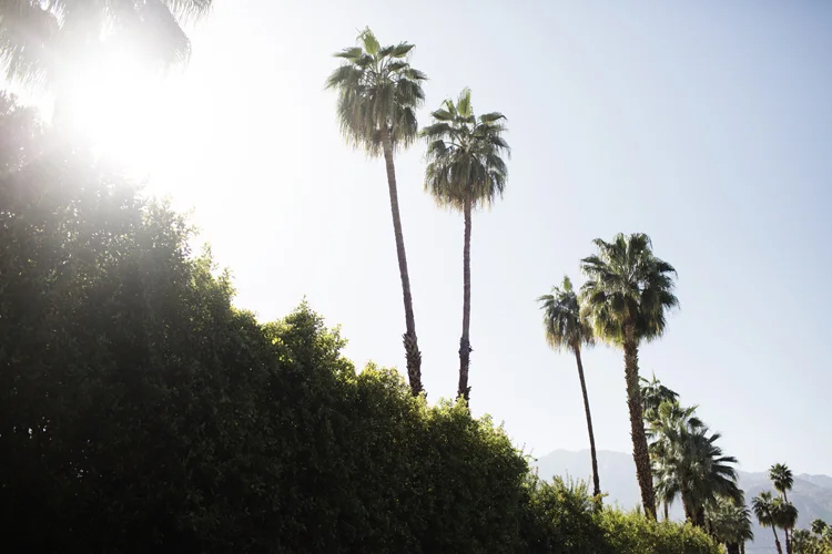 Feldbaum_PalmSprings_0005.jpg