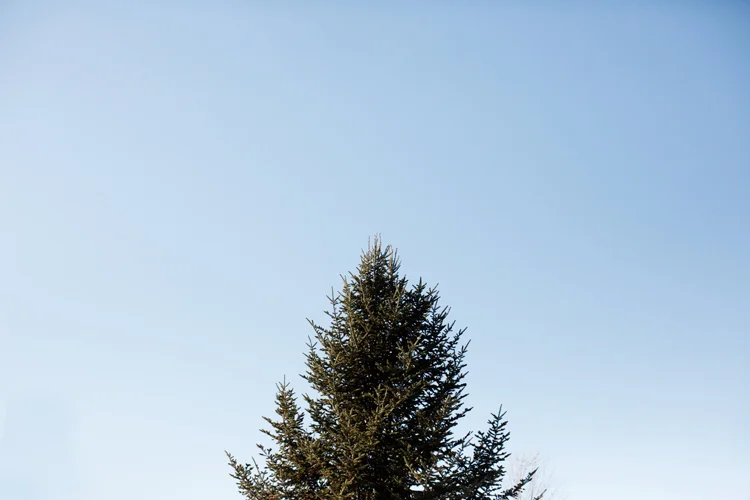 Krueger_Tree_Farm_Engagement_ShampBlog_0001