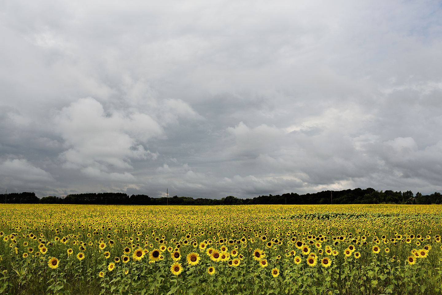 Field of Sunflowers | Photo by Eliesa Johnson | Photogen Inc.