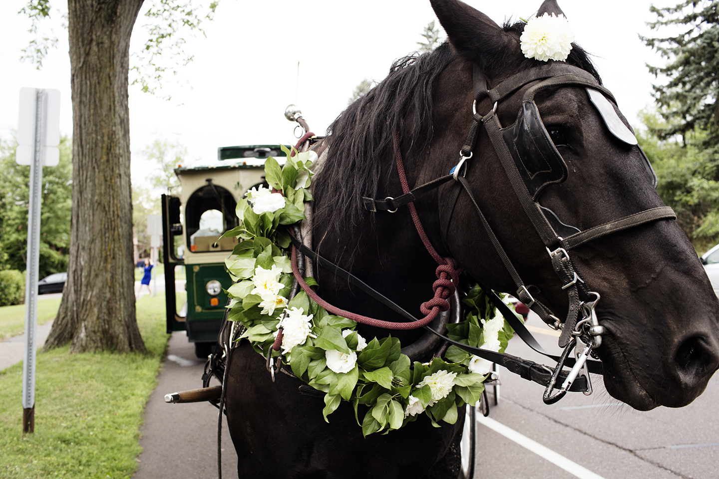 Carriage from Ceremony to Reception Duluth | Wedding Photographer | Photogen Inc. | Eliesa Johnson | Based in Minneapolis, Minnesota