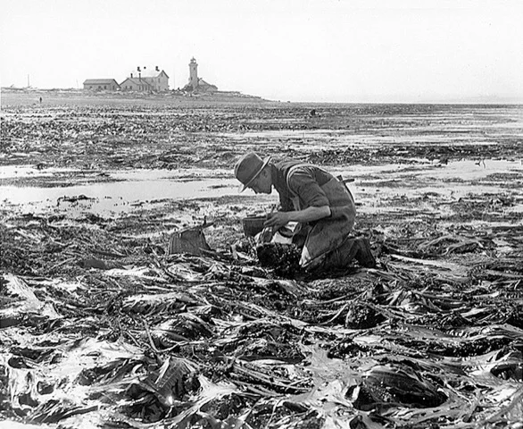 Ed Ricketts Kneeling in Kelp (1930) from Pat Hathaway Collection www.caviews.com