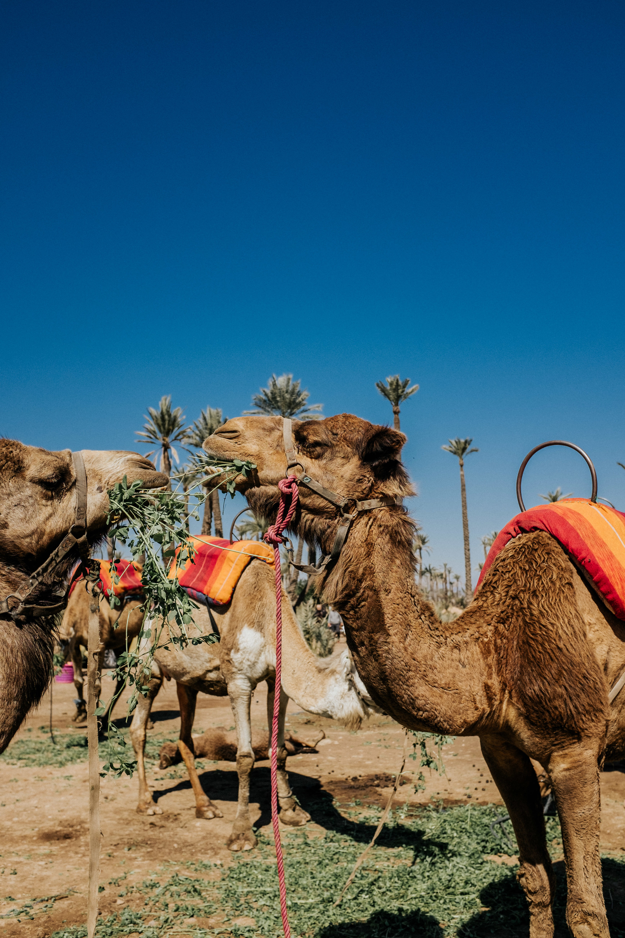 Morocco_2018_02_11_144146-01252_CMB.jpg