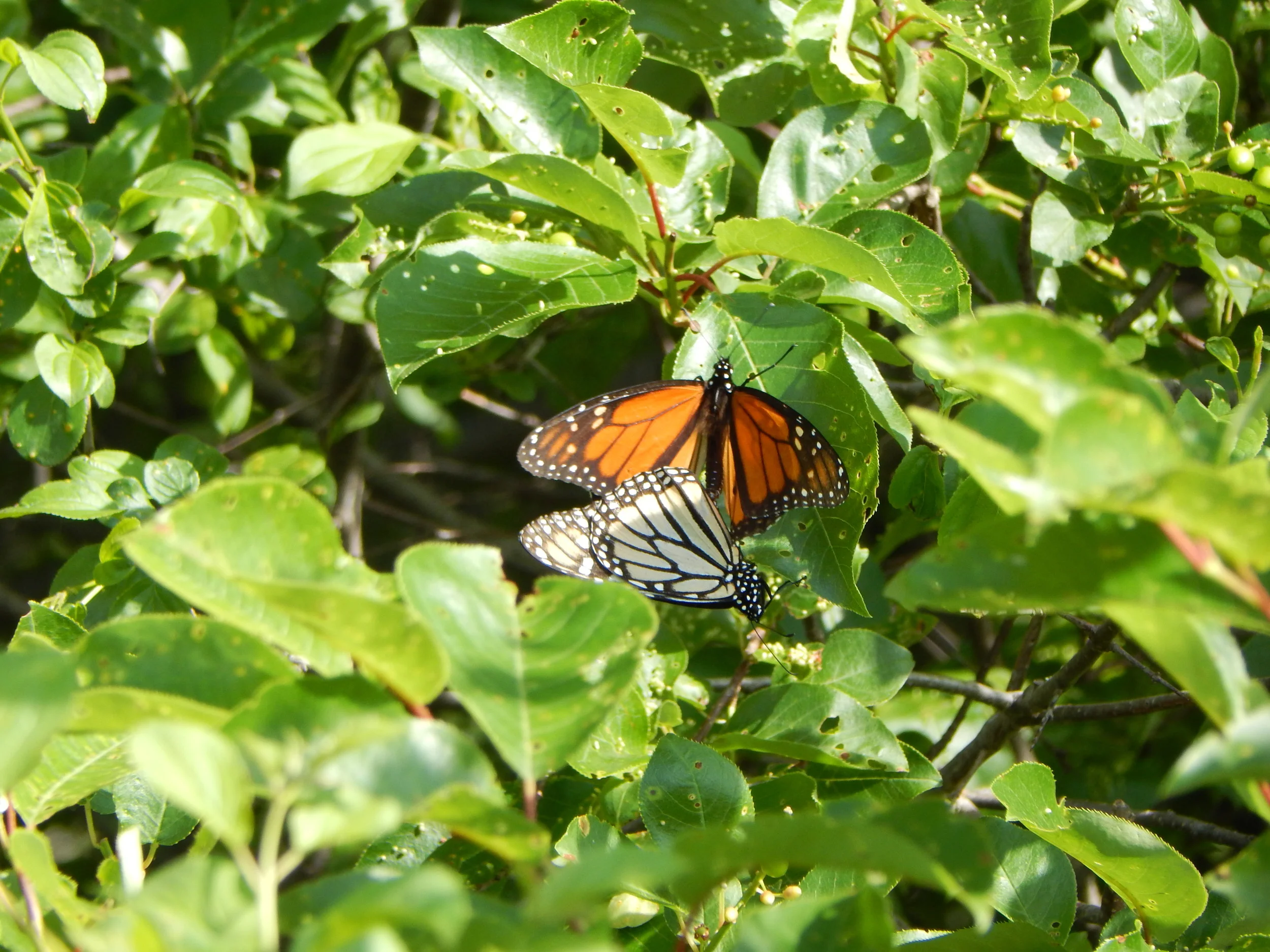 Geocaching in Sica Hollow State Park, South Dakota - Part 2 - Sieche Hollow