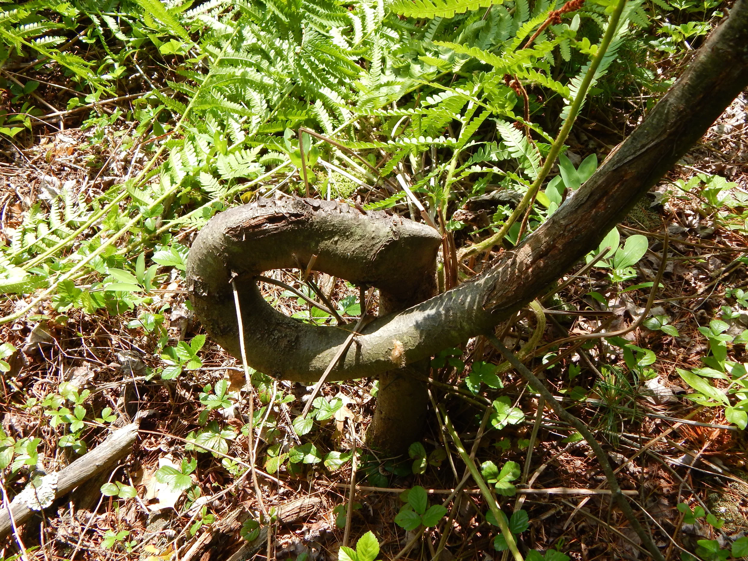 WGA LCG - Deer Run Special