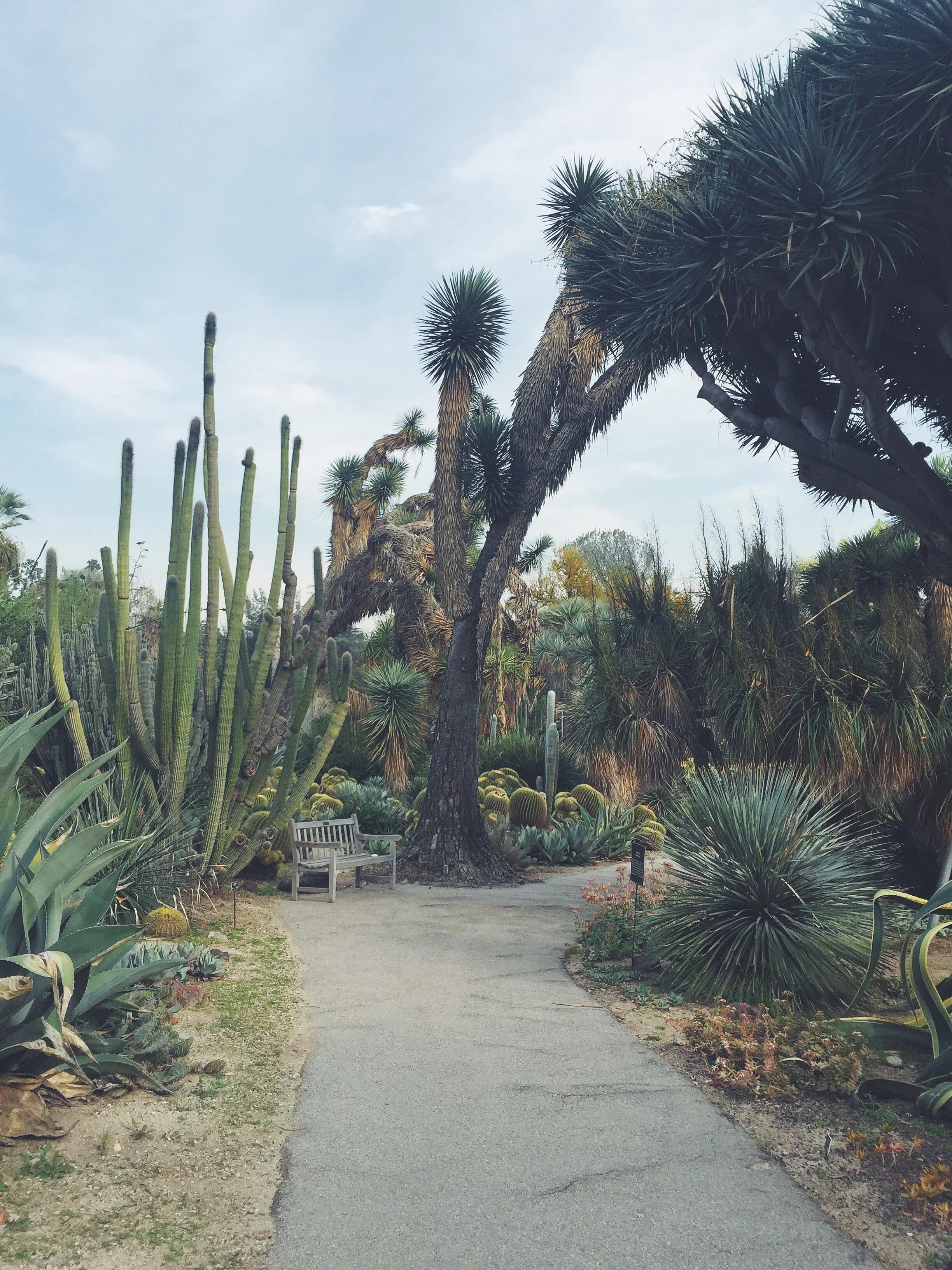 Succulent Garden