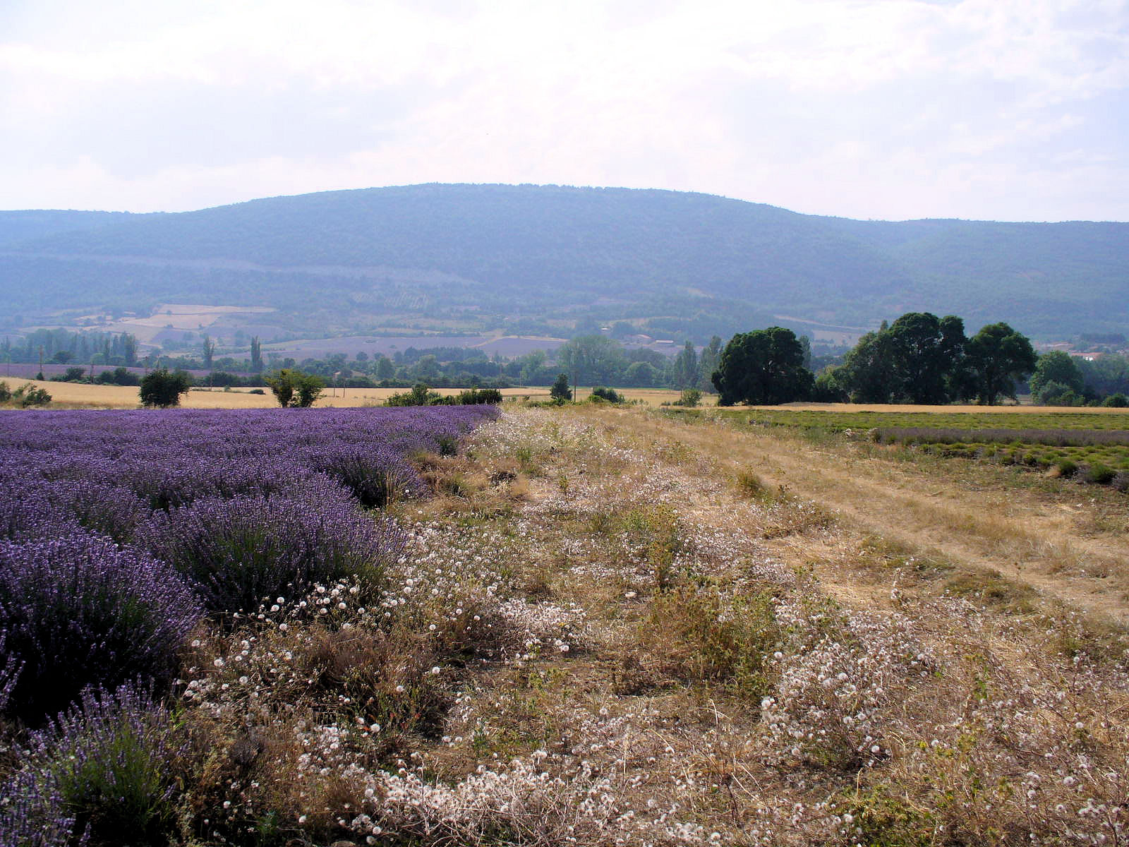 Plaine de Sault 2.jpg