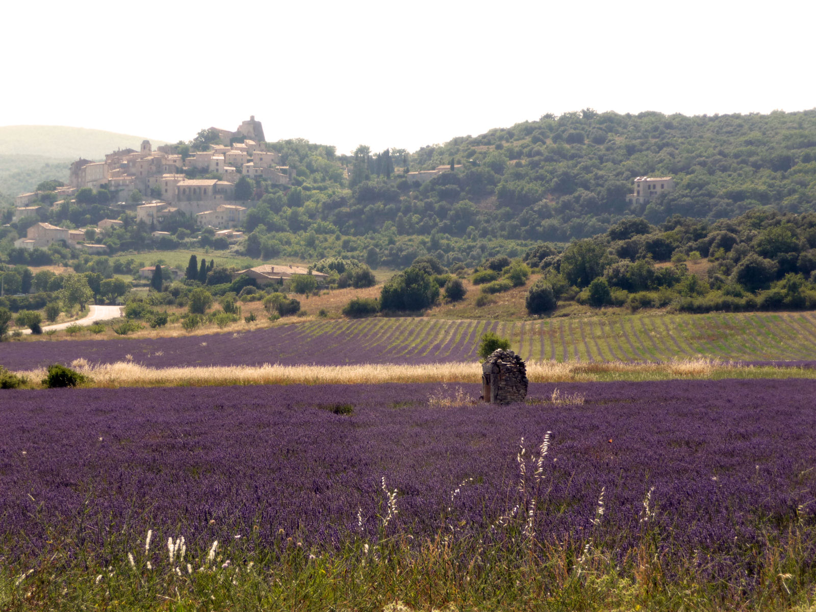 simiane with lavender .1.2.jpg