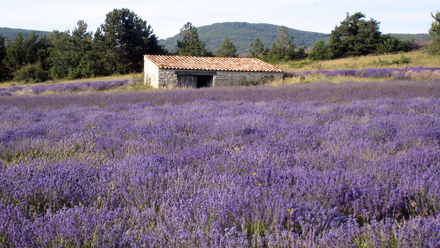 lavender w. tool shade .1.2.jpg