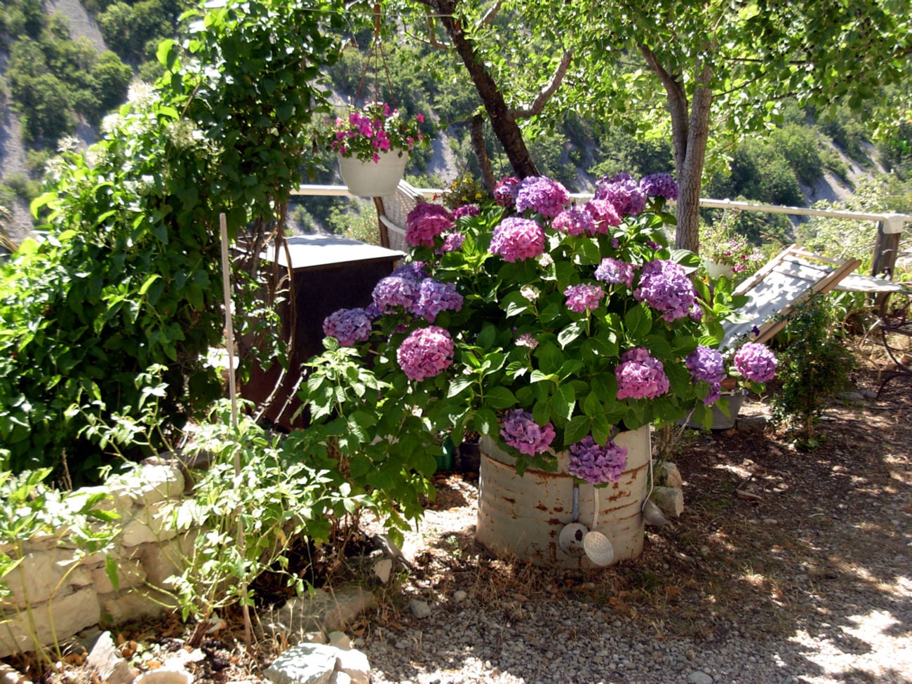 flowers in banon .1.2.jpg