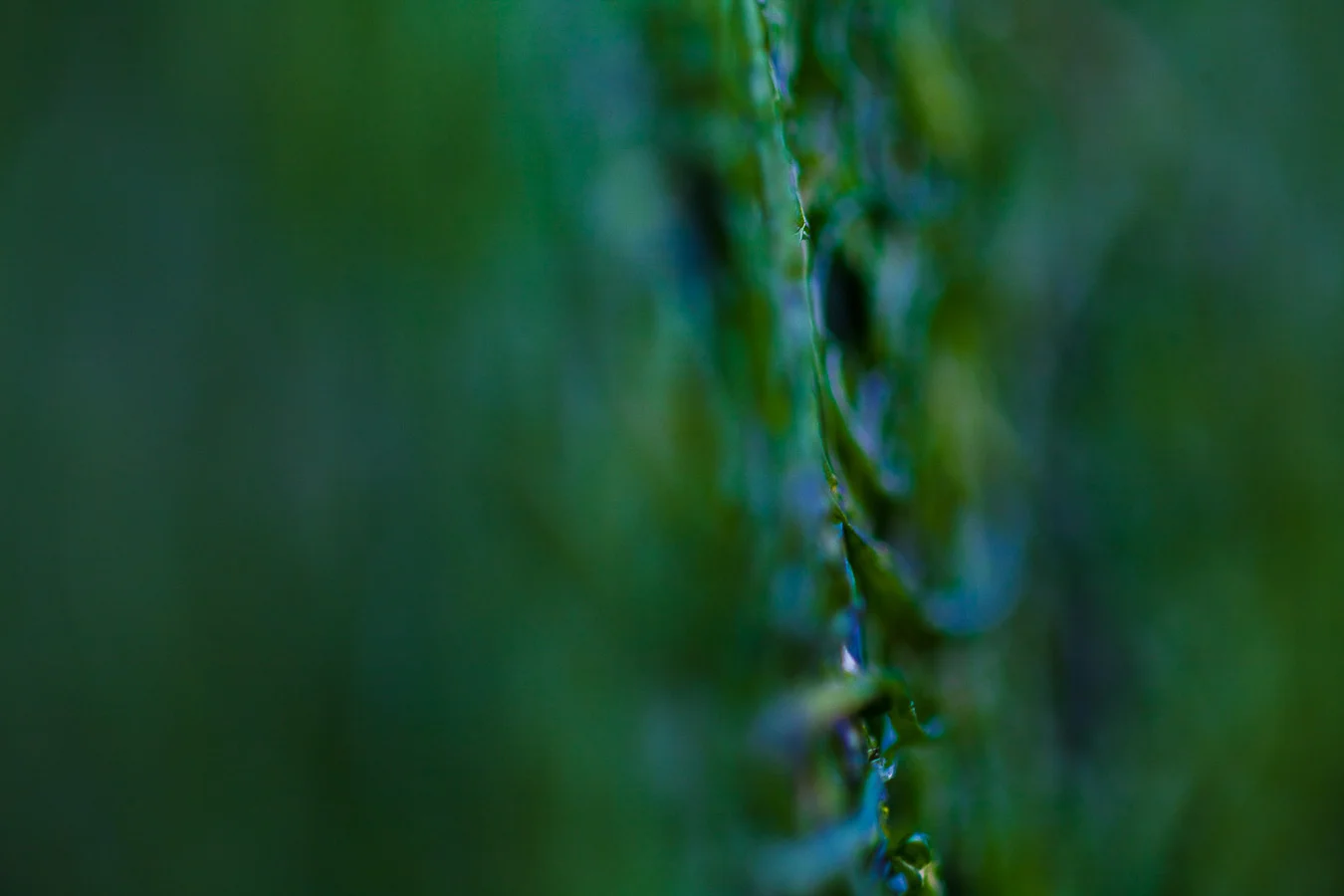 Saltaire_macro_2010_0939.jpg