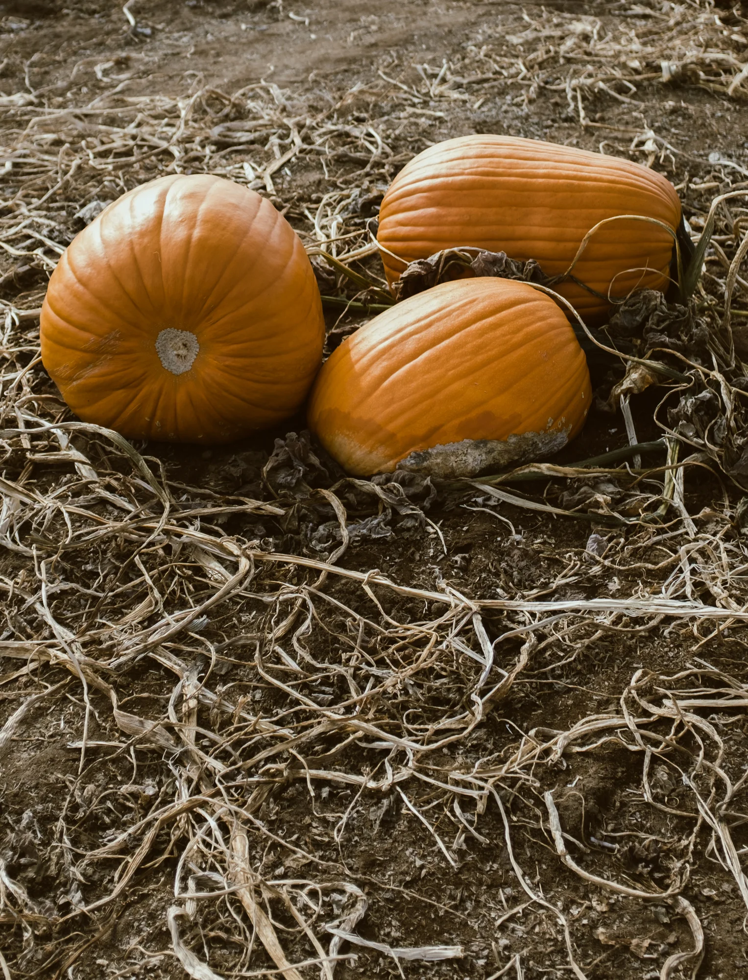 DSCF9826-2.jpg