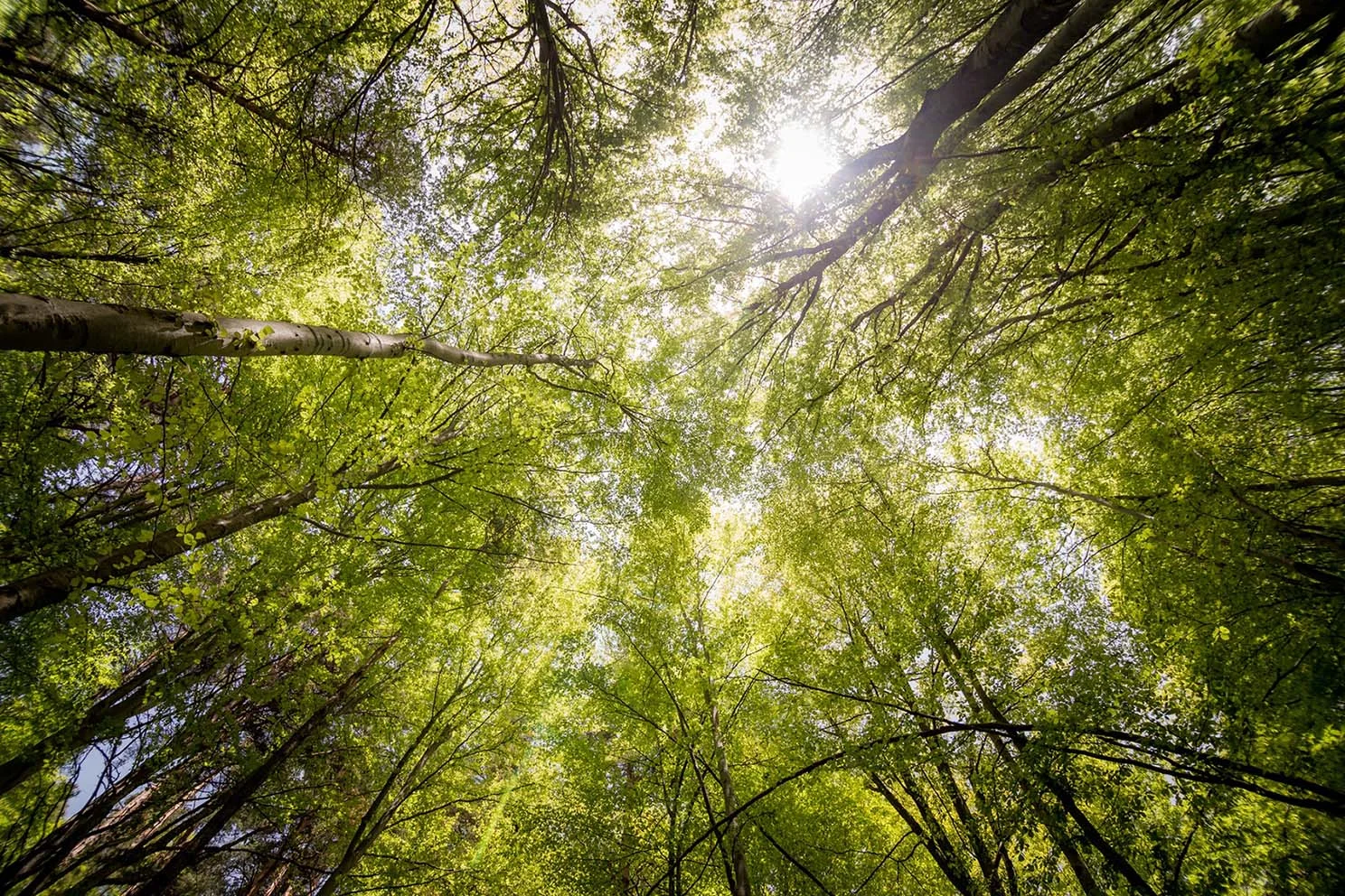 treetop_hideaways_home.jpg