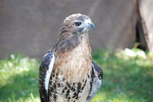 red-tailed-hawk.jpeg